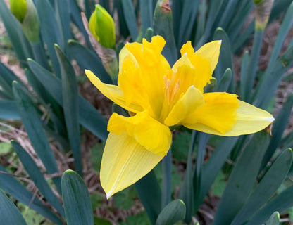 Sailorman Narcissus