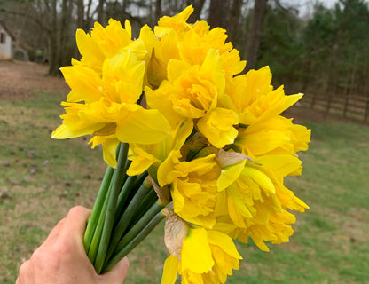 Sailorman Narcissus
