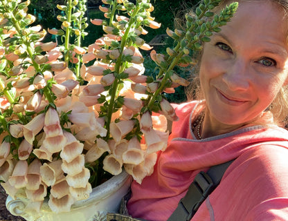 Dalmation Peach Foxglove