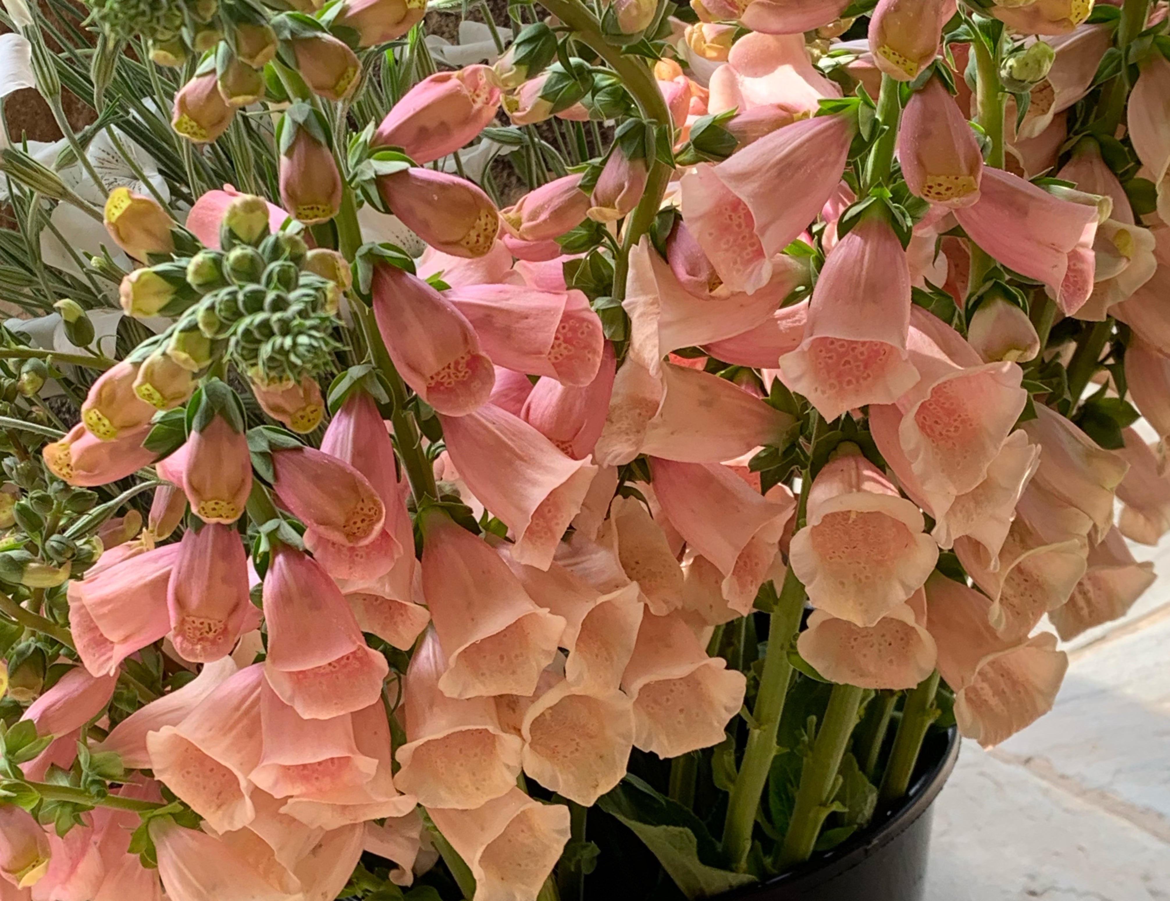 Dalmation Peach Foxglove