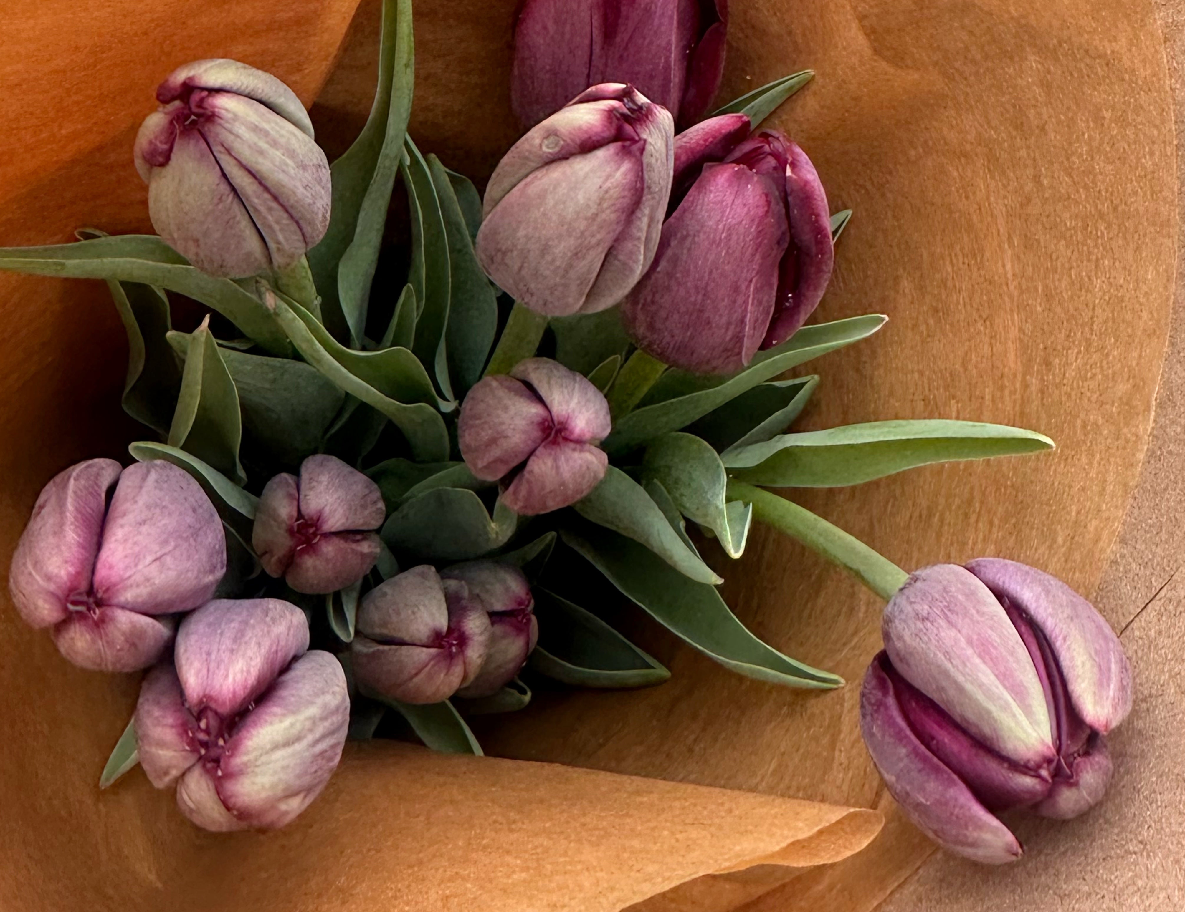 Queen of the Night Tulip