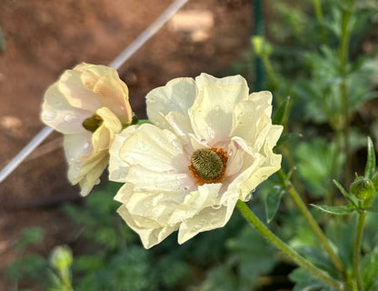 Keramos Butterfly Ranunculus