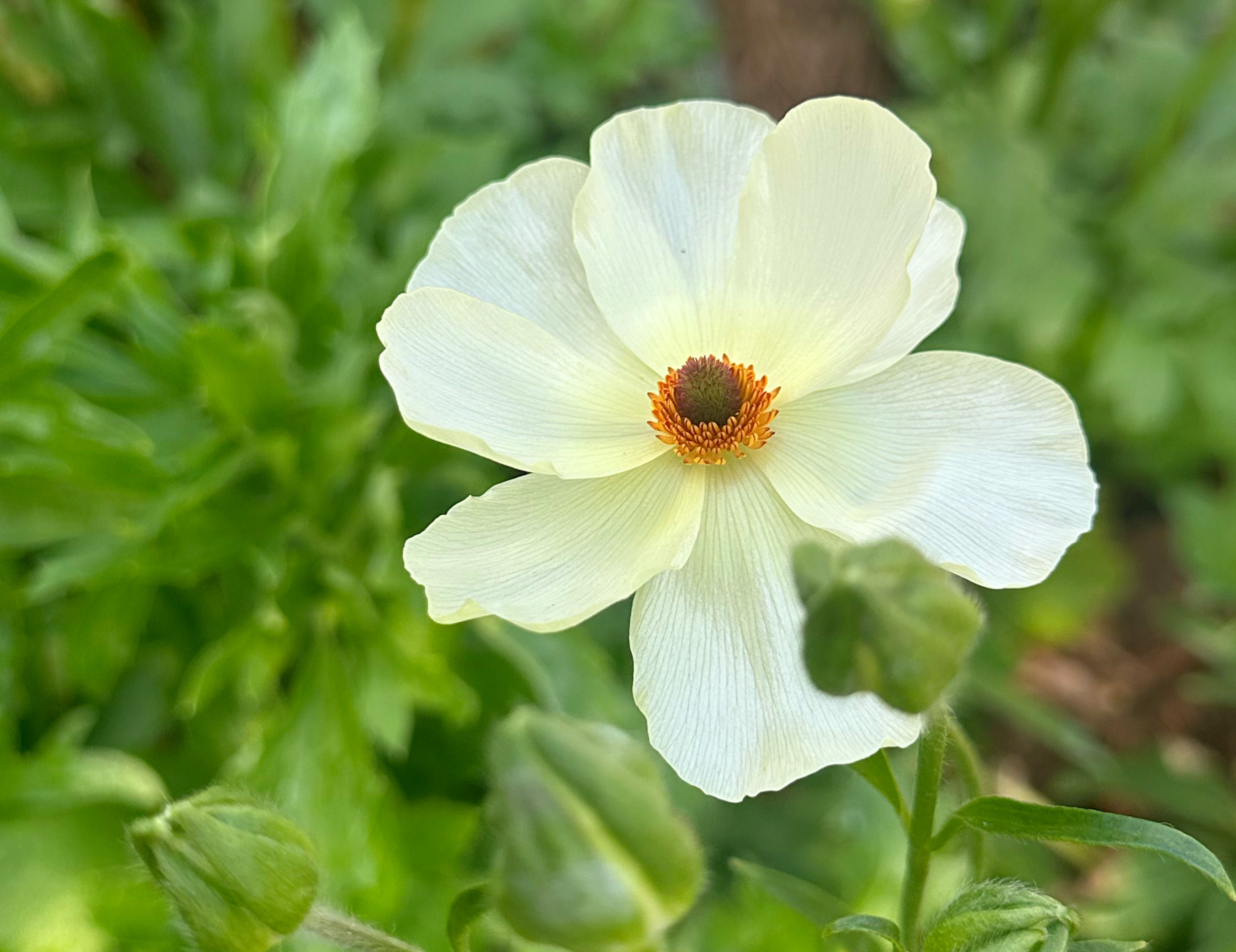 Litai Butterfly Ranunculus