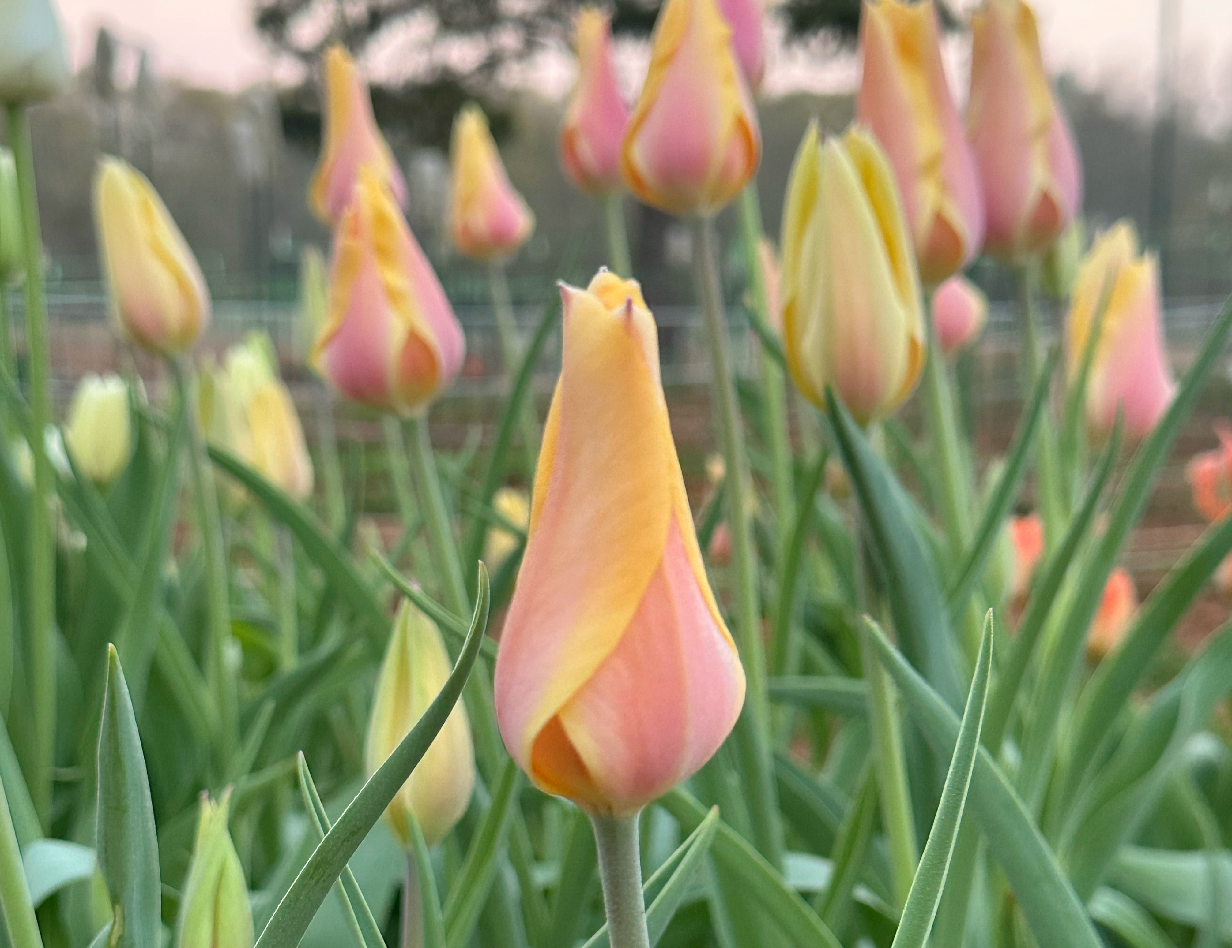 Blushing Lady Tulip