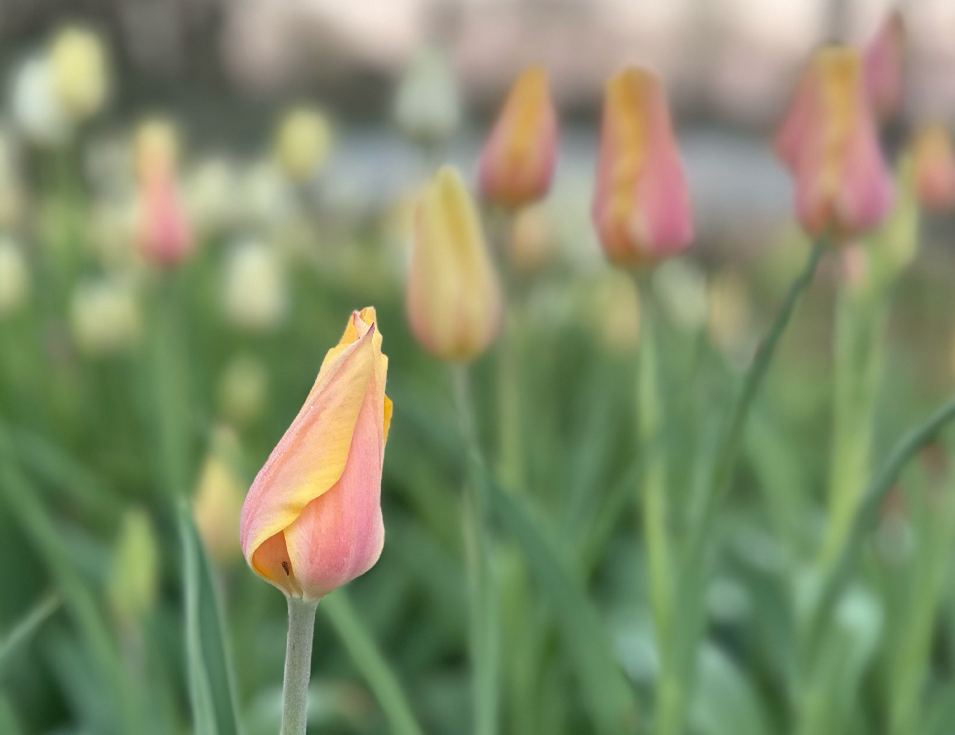 Blushing Lady Tulip
