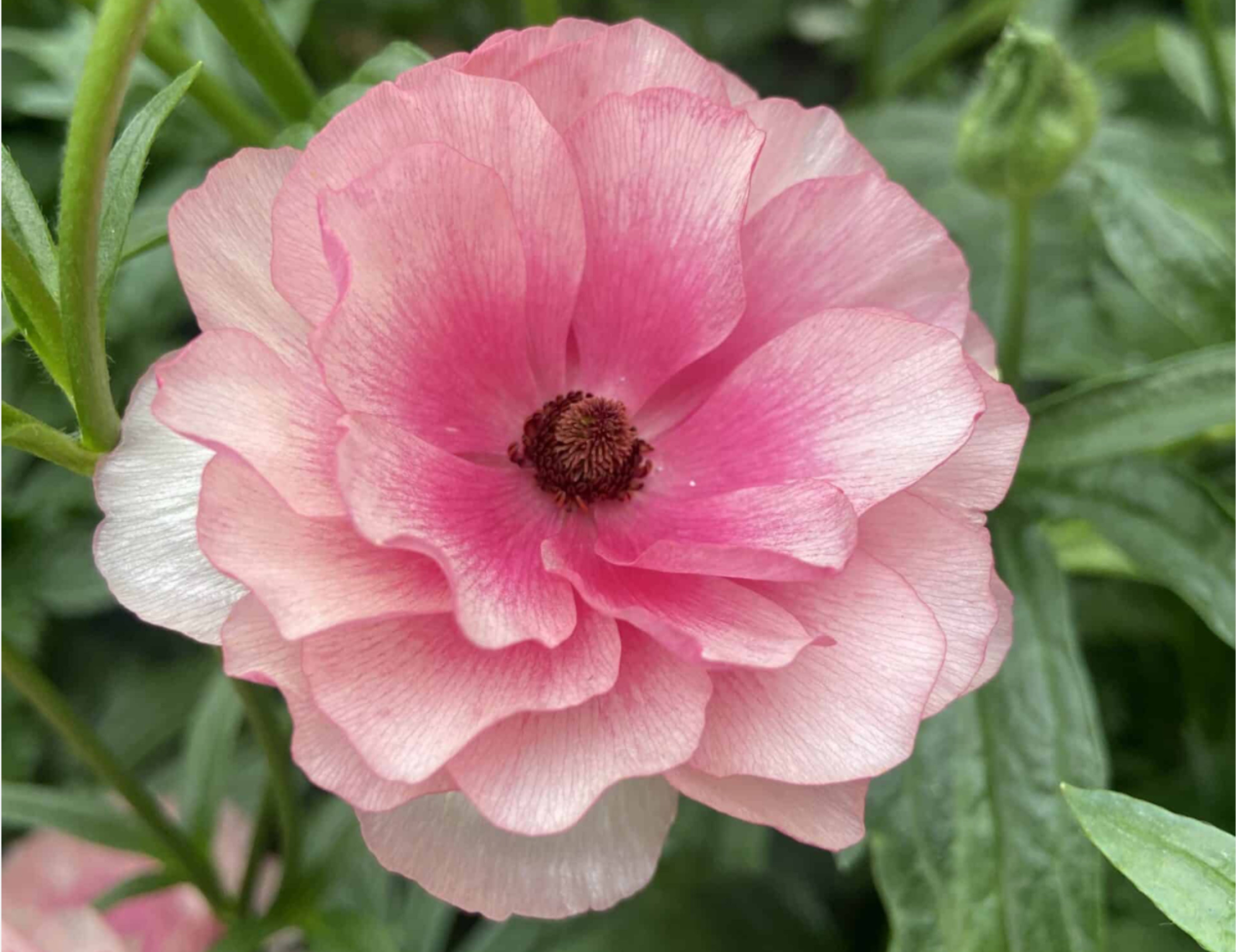 Hera Butterfly Ranunculus