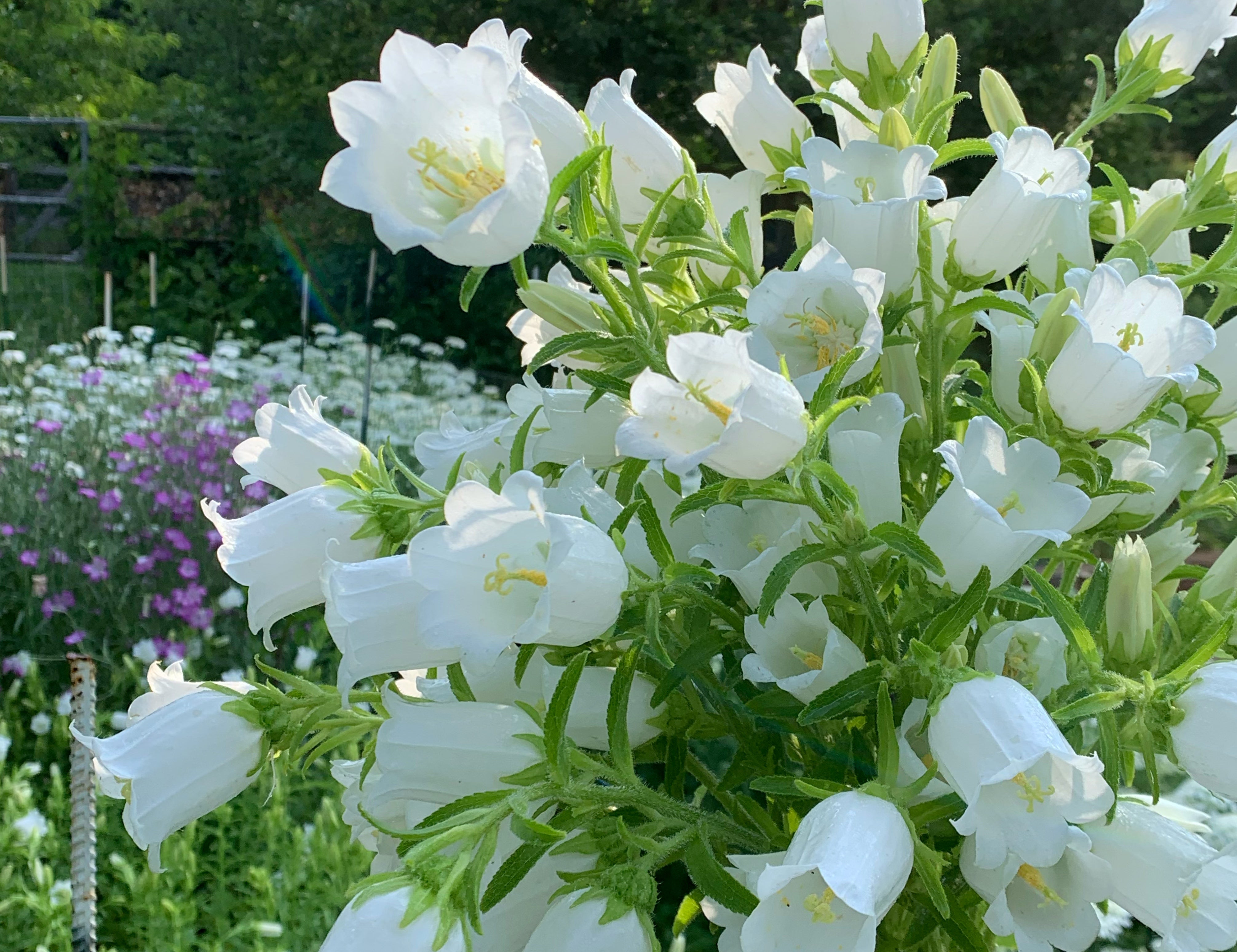 White Campanula