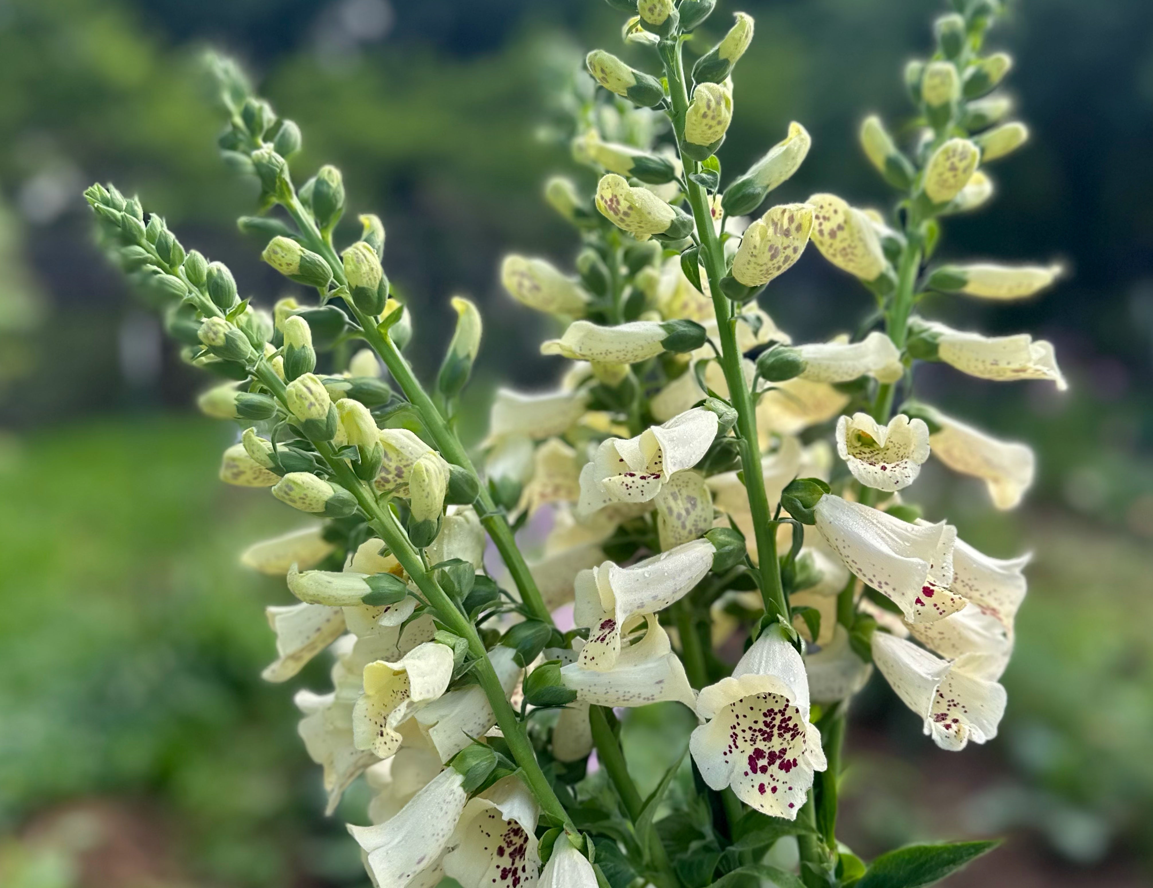 Ivory Camelot Foxglove