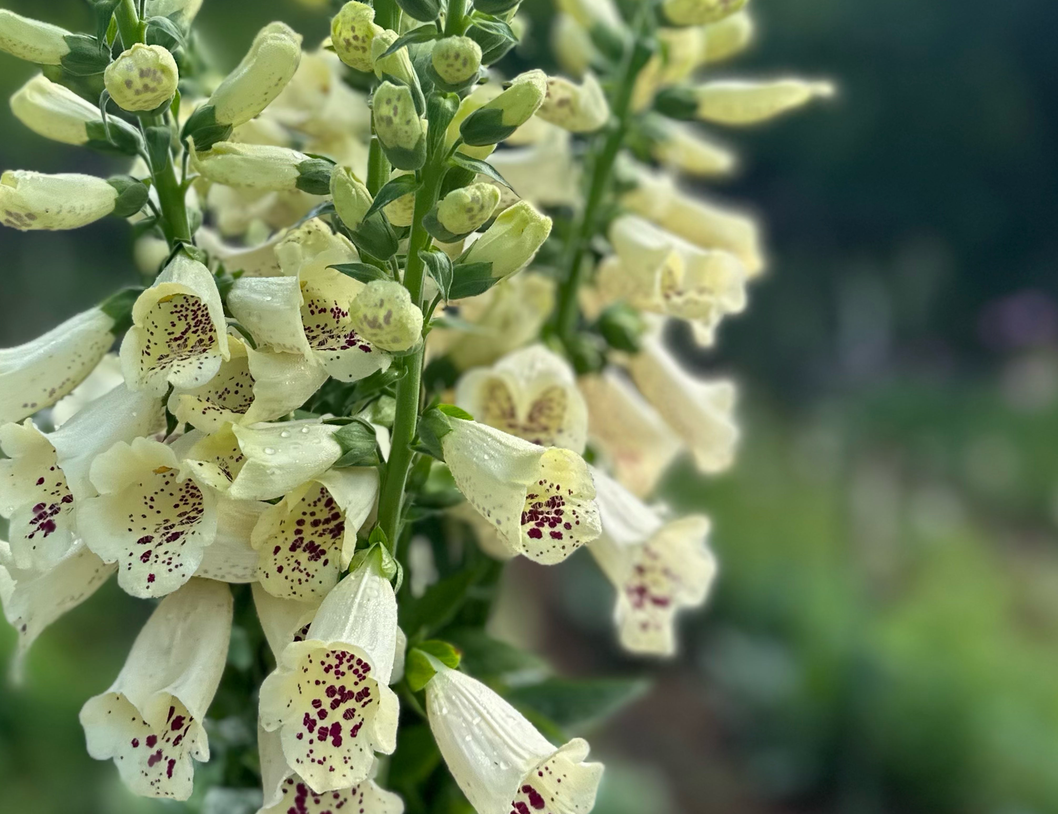 Ivory Camelot Foxglove