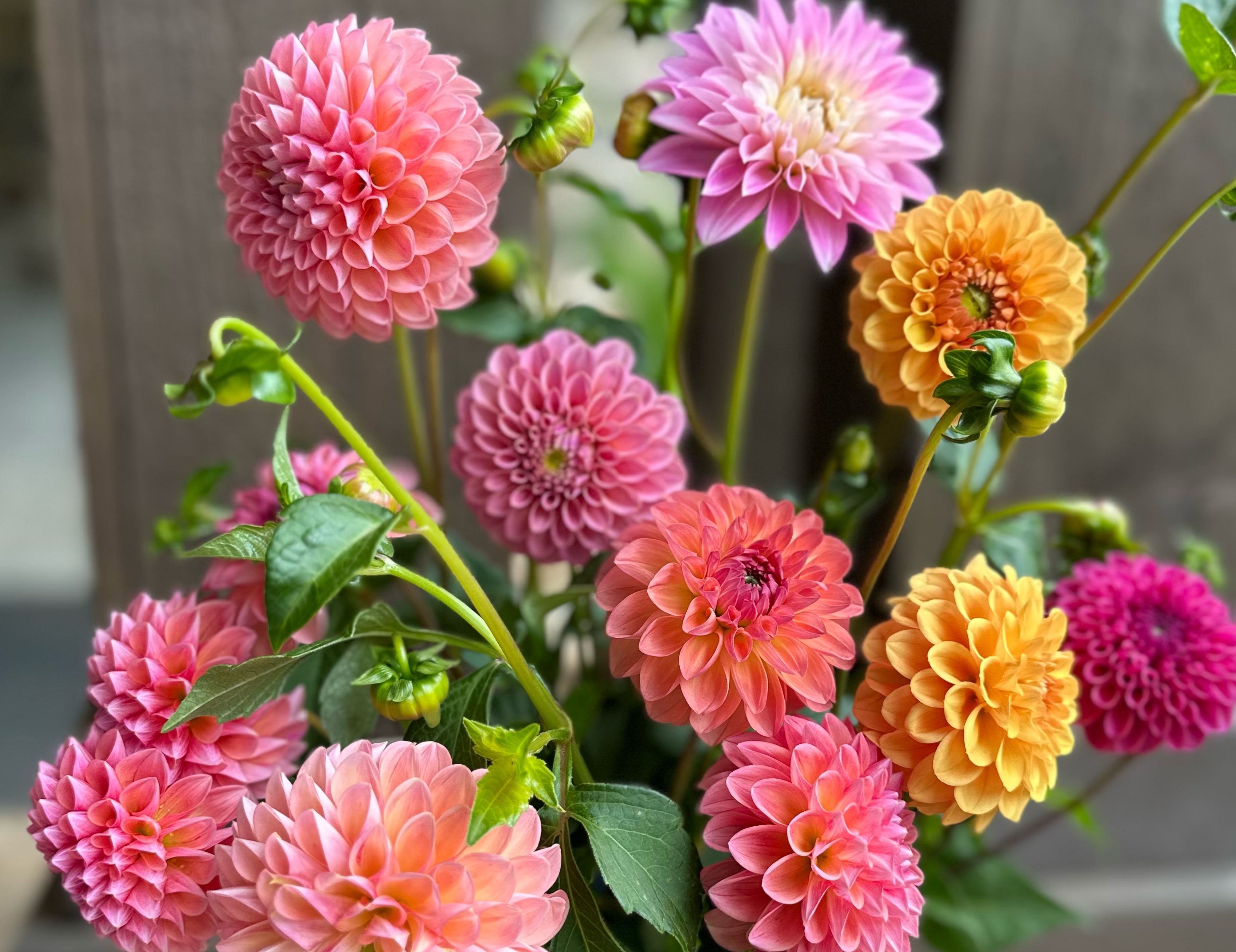 Mixed Dahlias