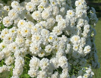 Tetra Feverfew