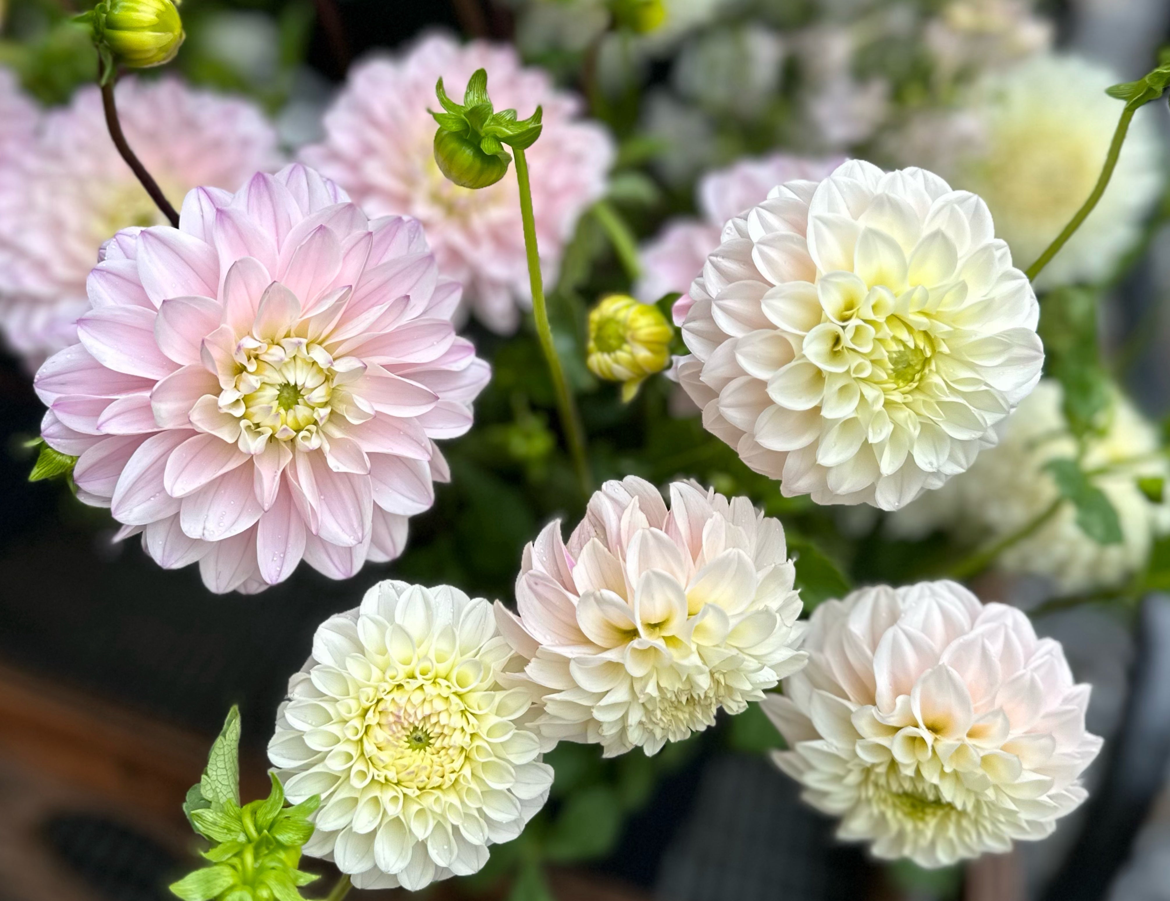 Blush Dahlias