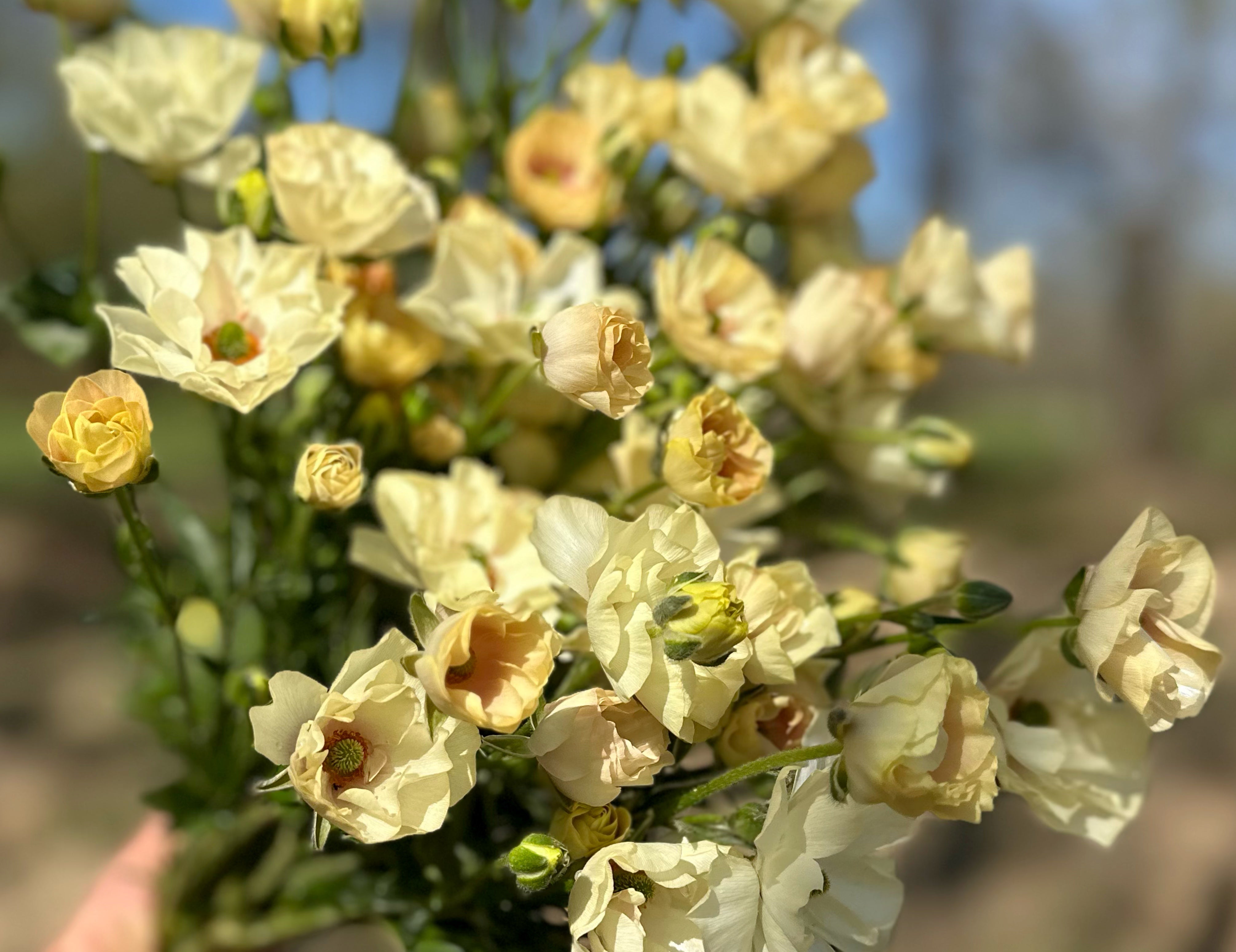 Keramos Butterfly Ranunculus