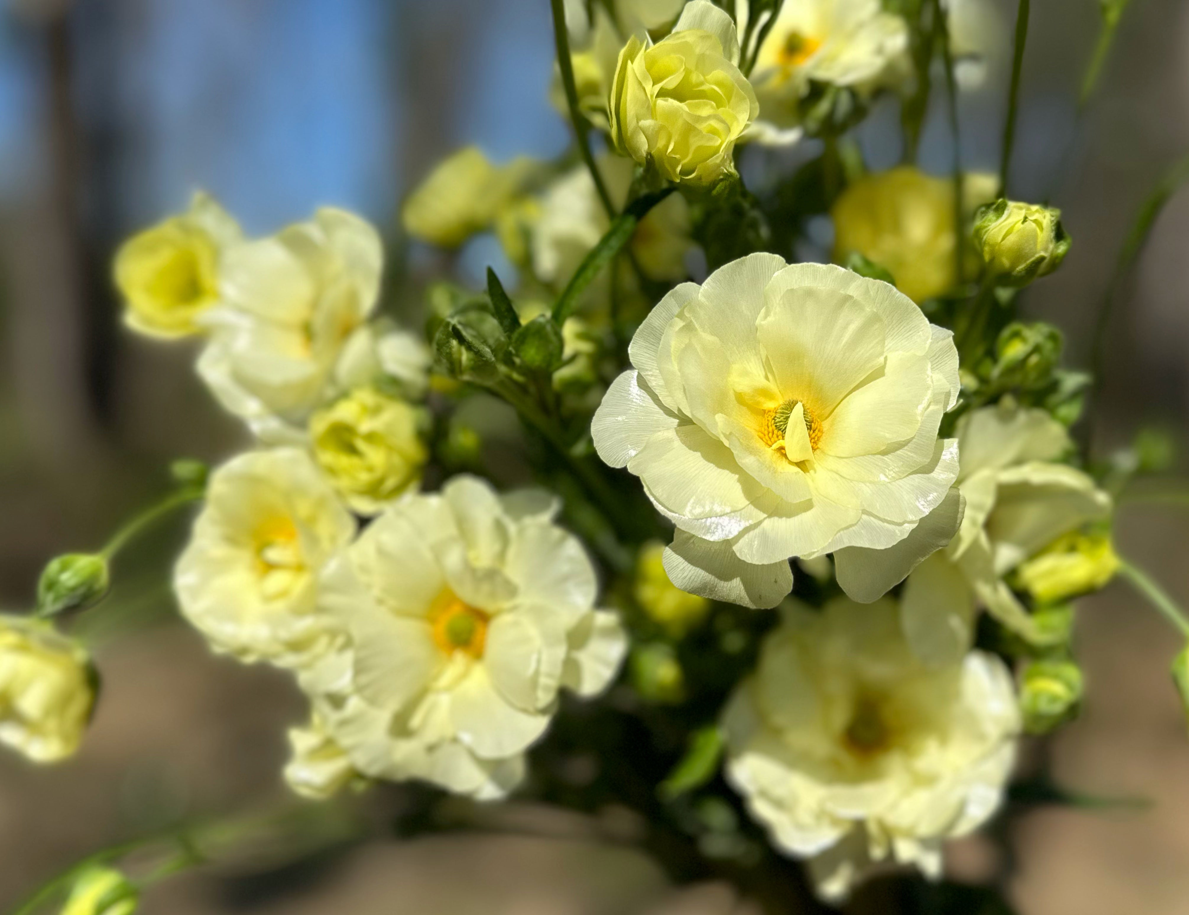 Litai Butterfly Ranunculus