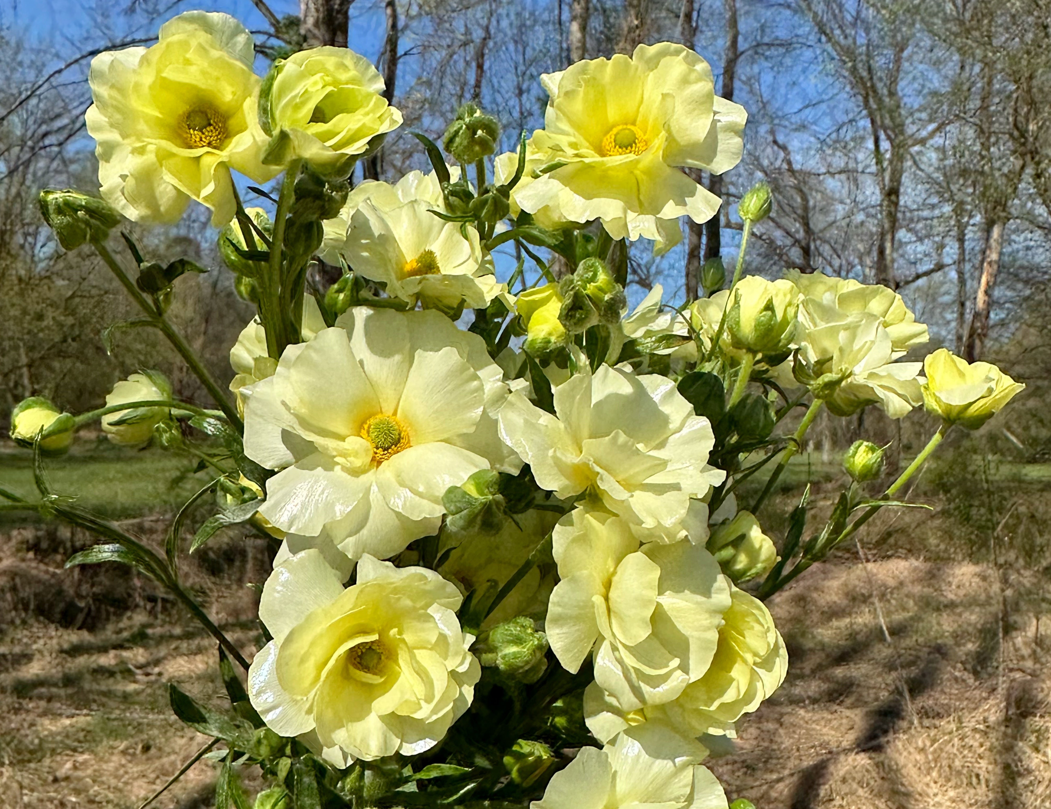 Litai Butterfly Ranunculus