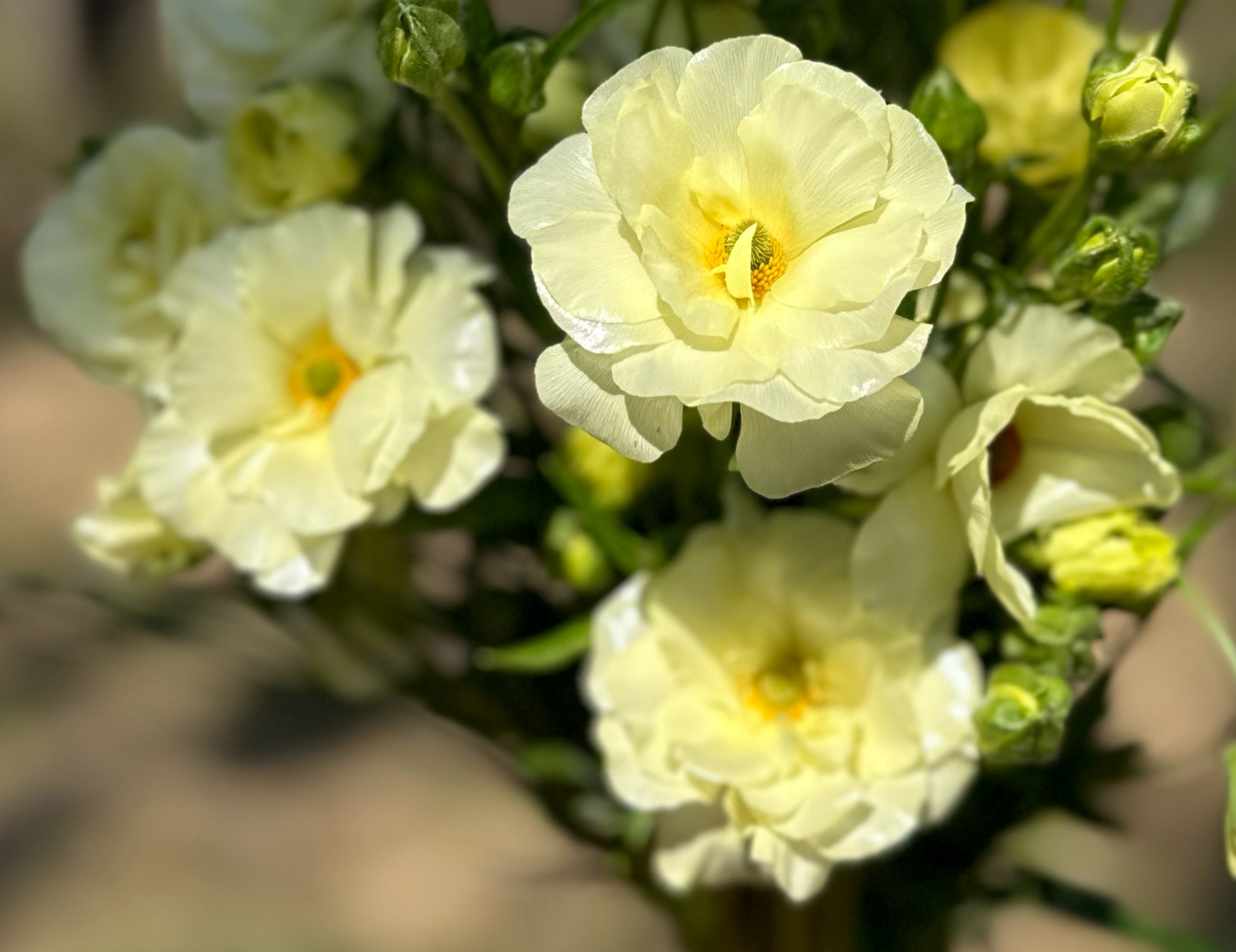 Litai Butterfly Ranunculus