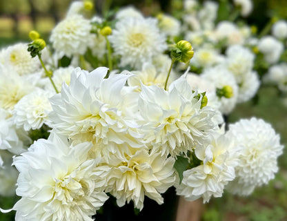 White Dahlias