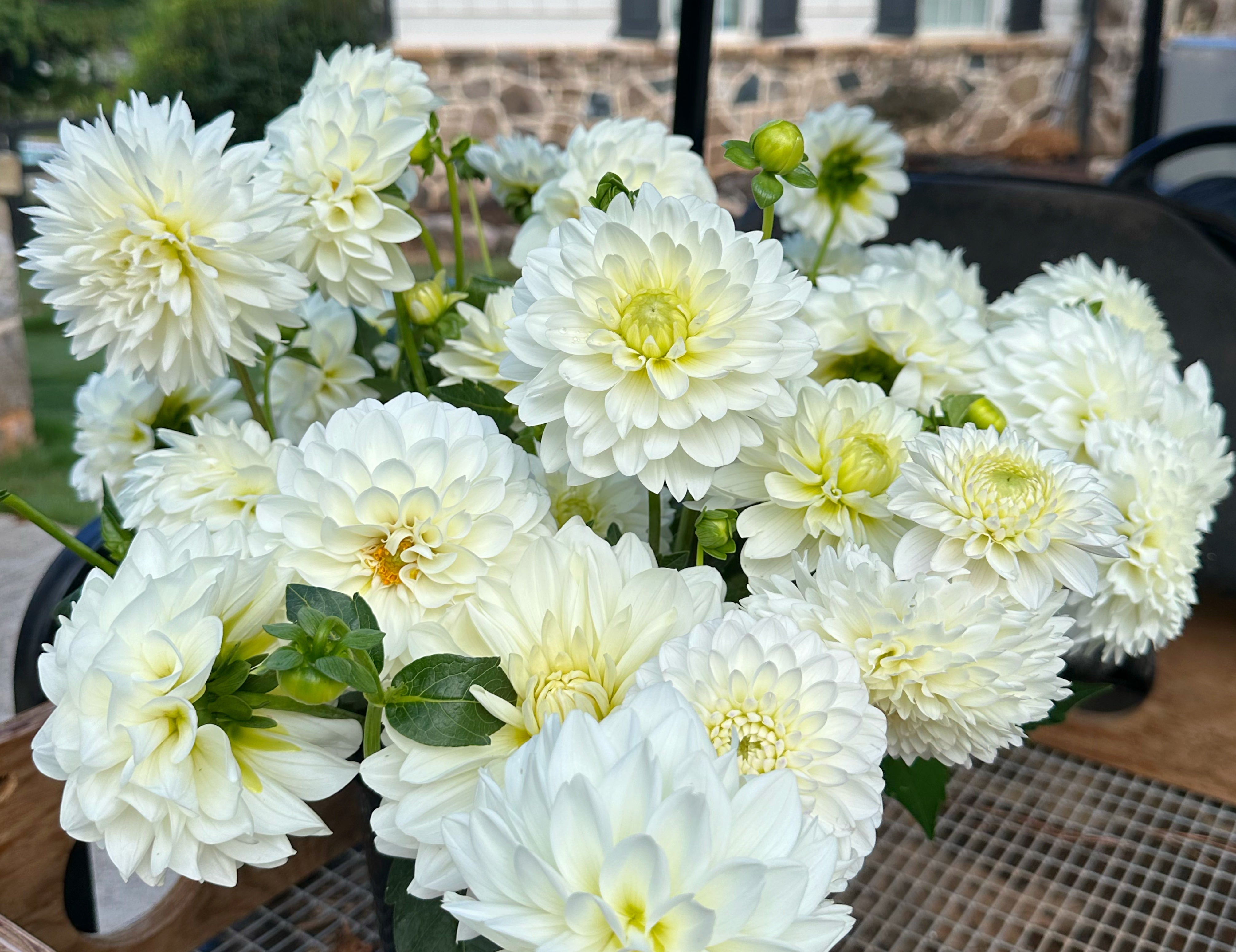 White Dahlias