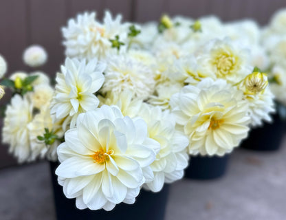 White Dahlias