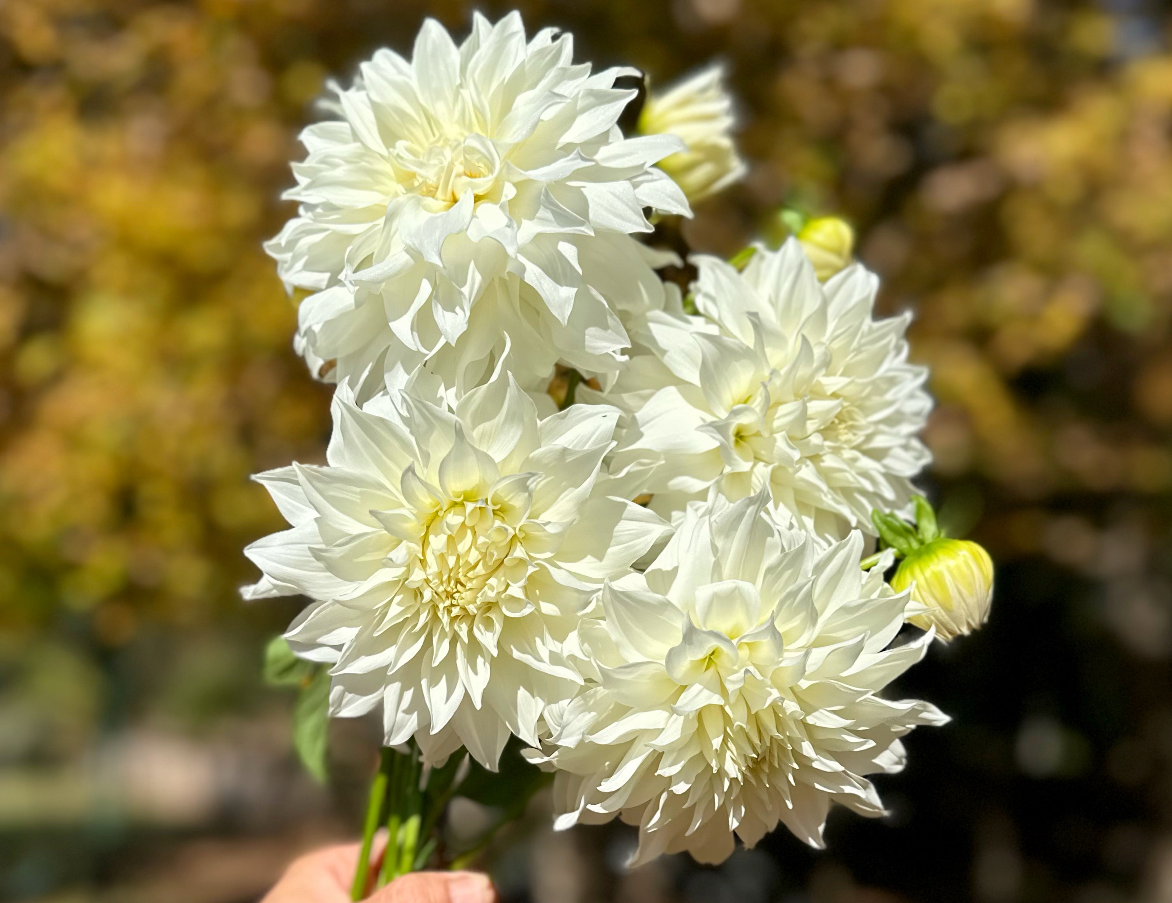 White Dahlias
