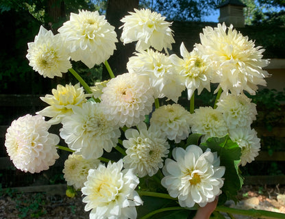 White Dahlias