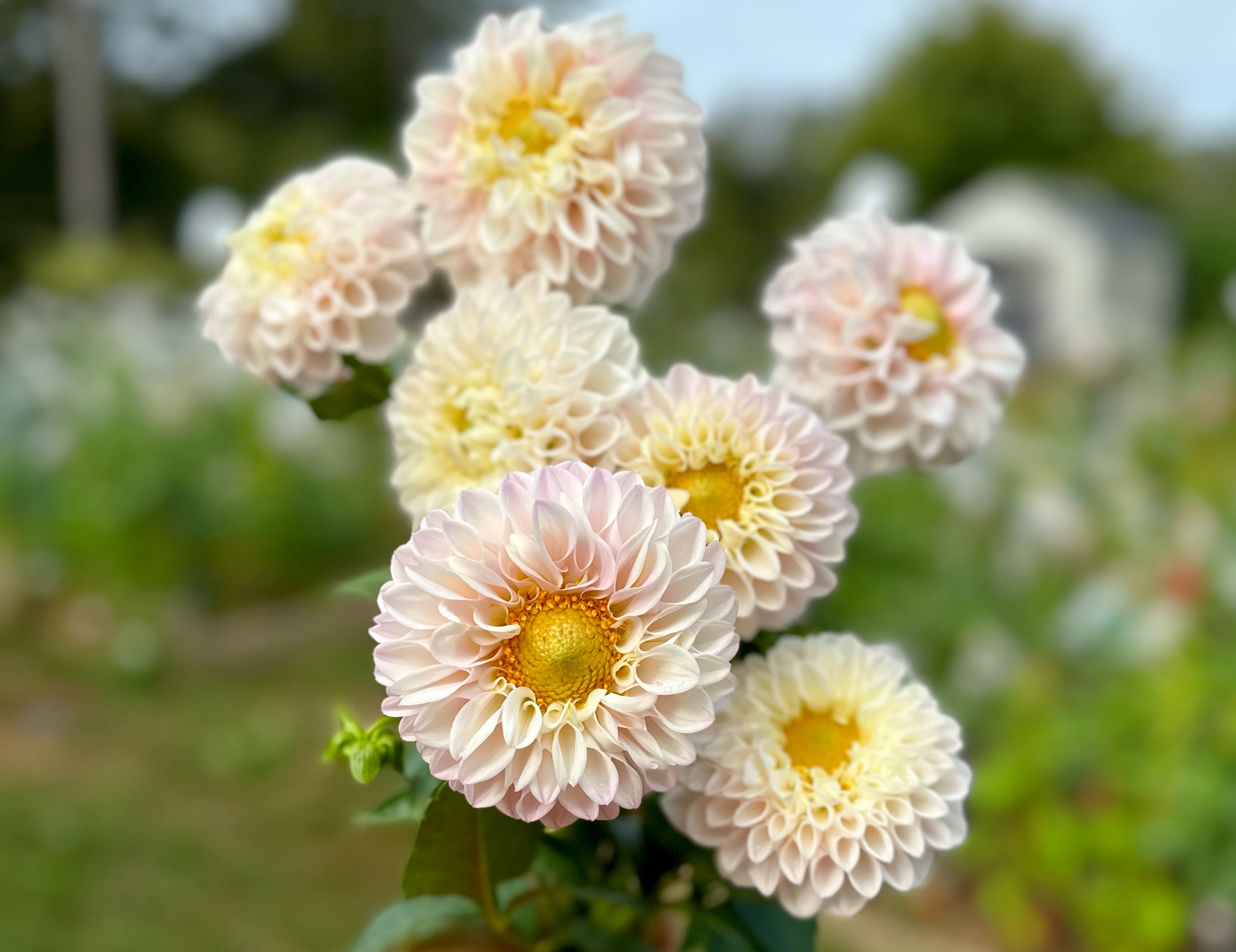 Blush Dahlias