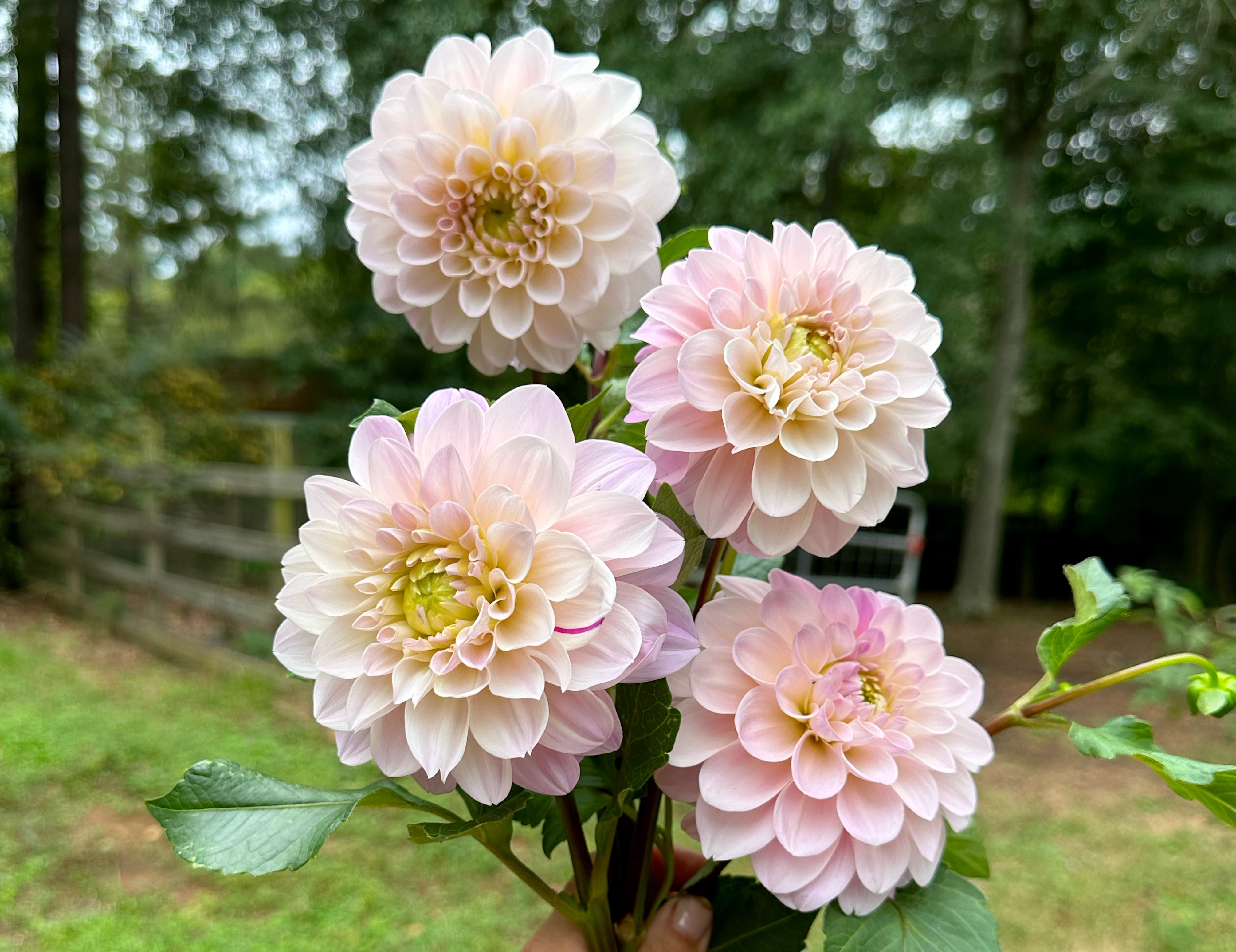 Blush Dahlias