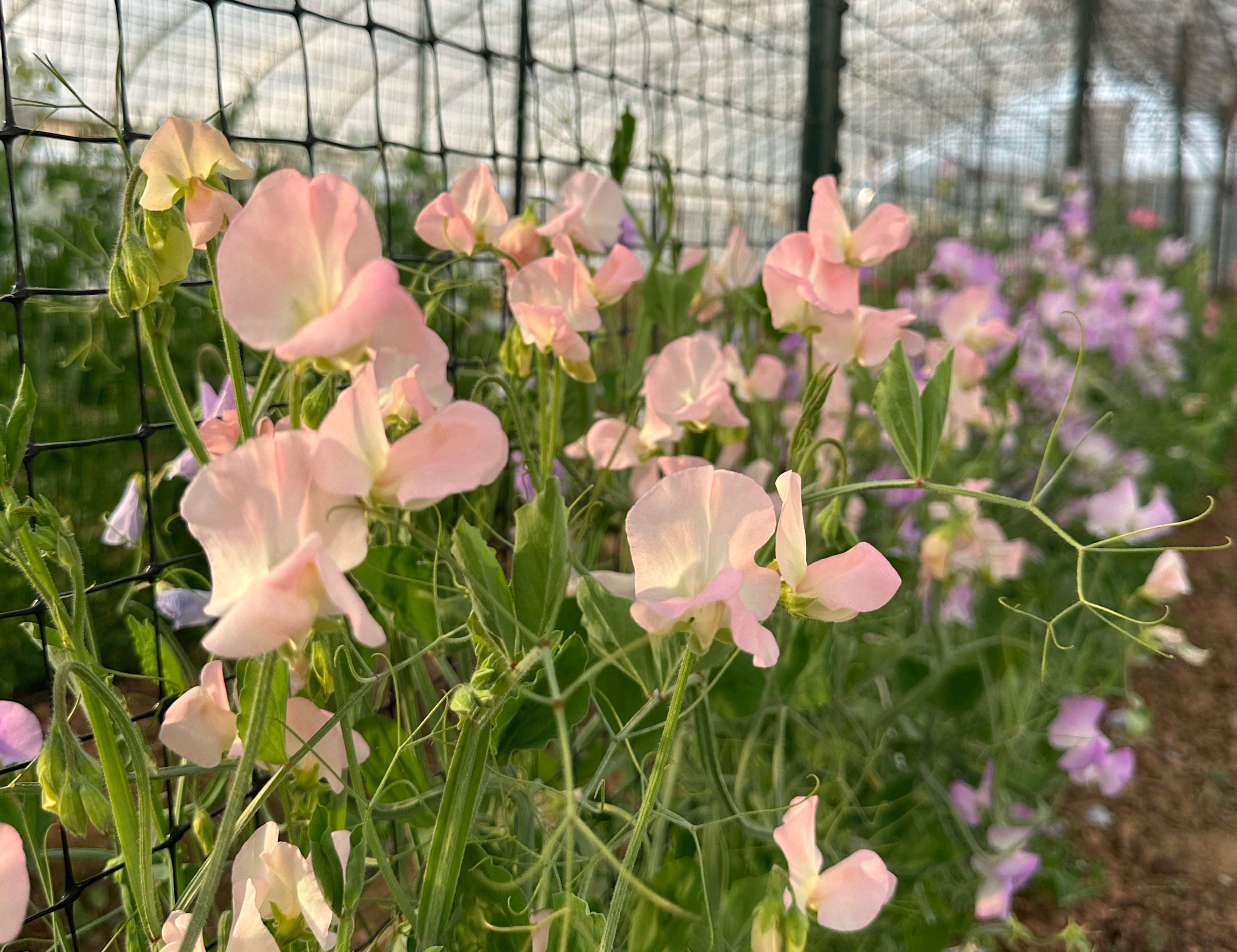 Japanese Sweet Pea with Vine