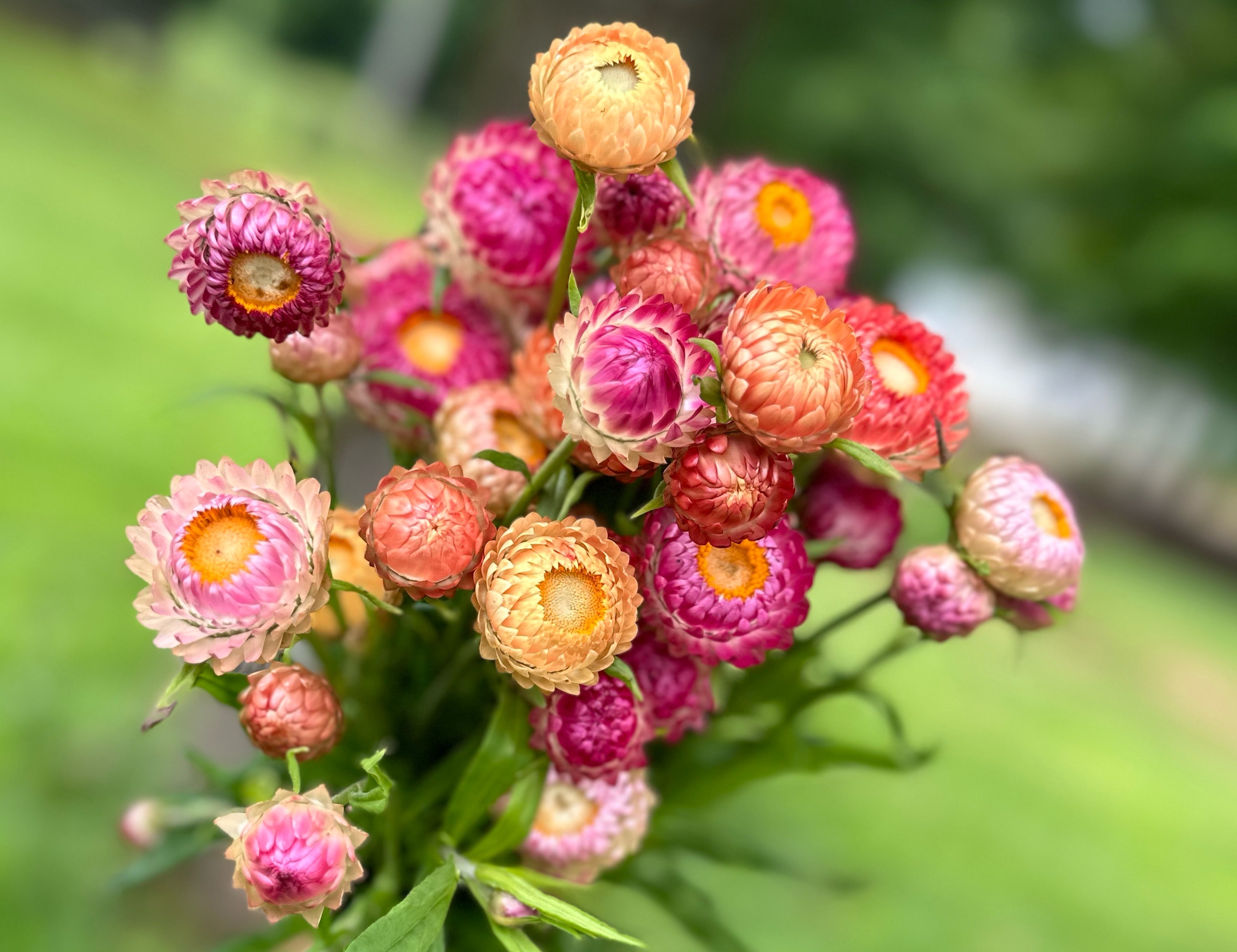 Strawflower Mix