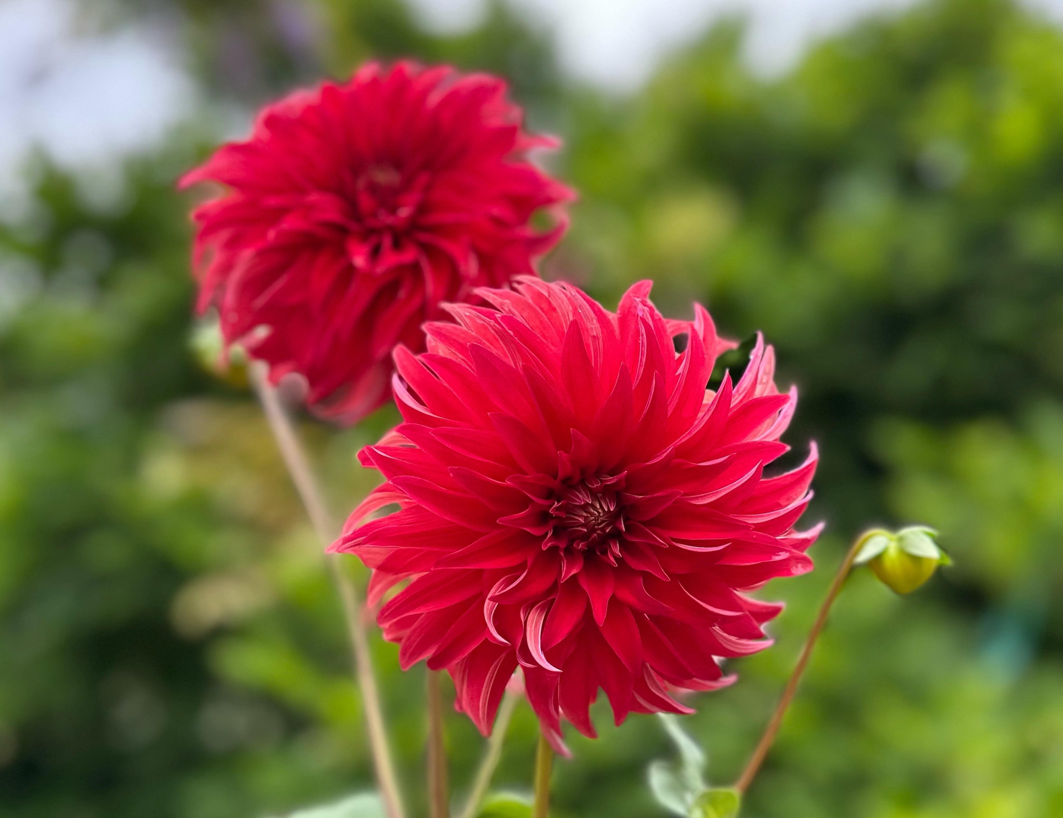 Red Dahlias