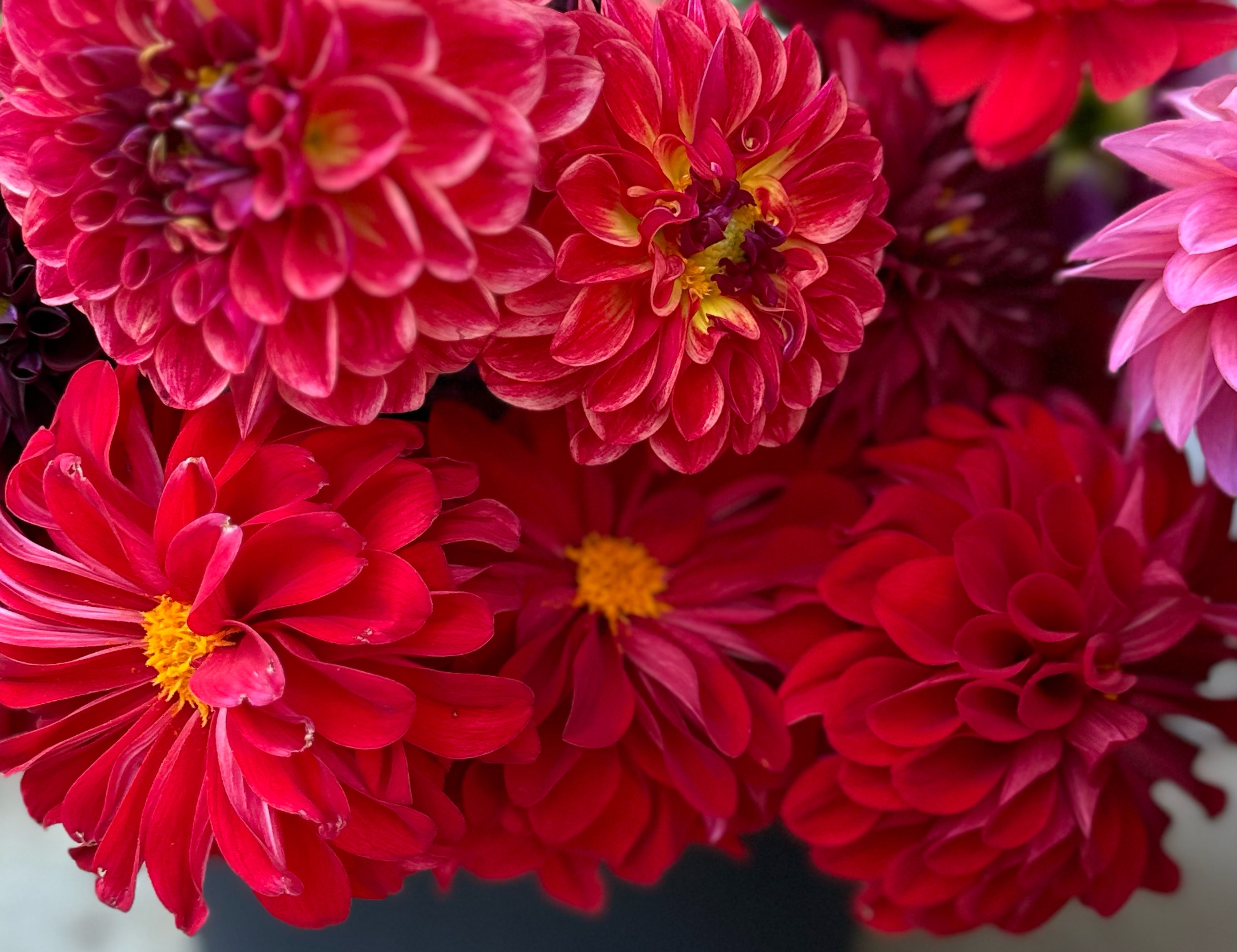 Red Dahlias