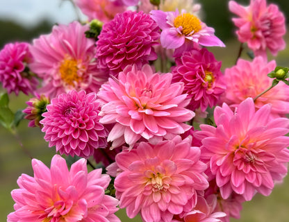 Pink Dahlias