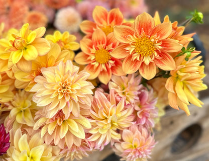Yellow Dahlias