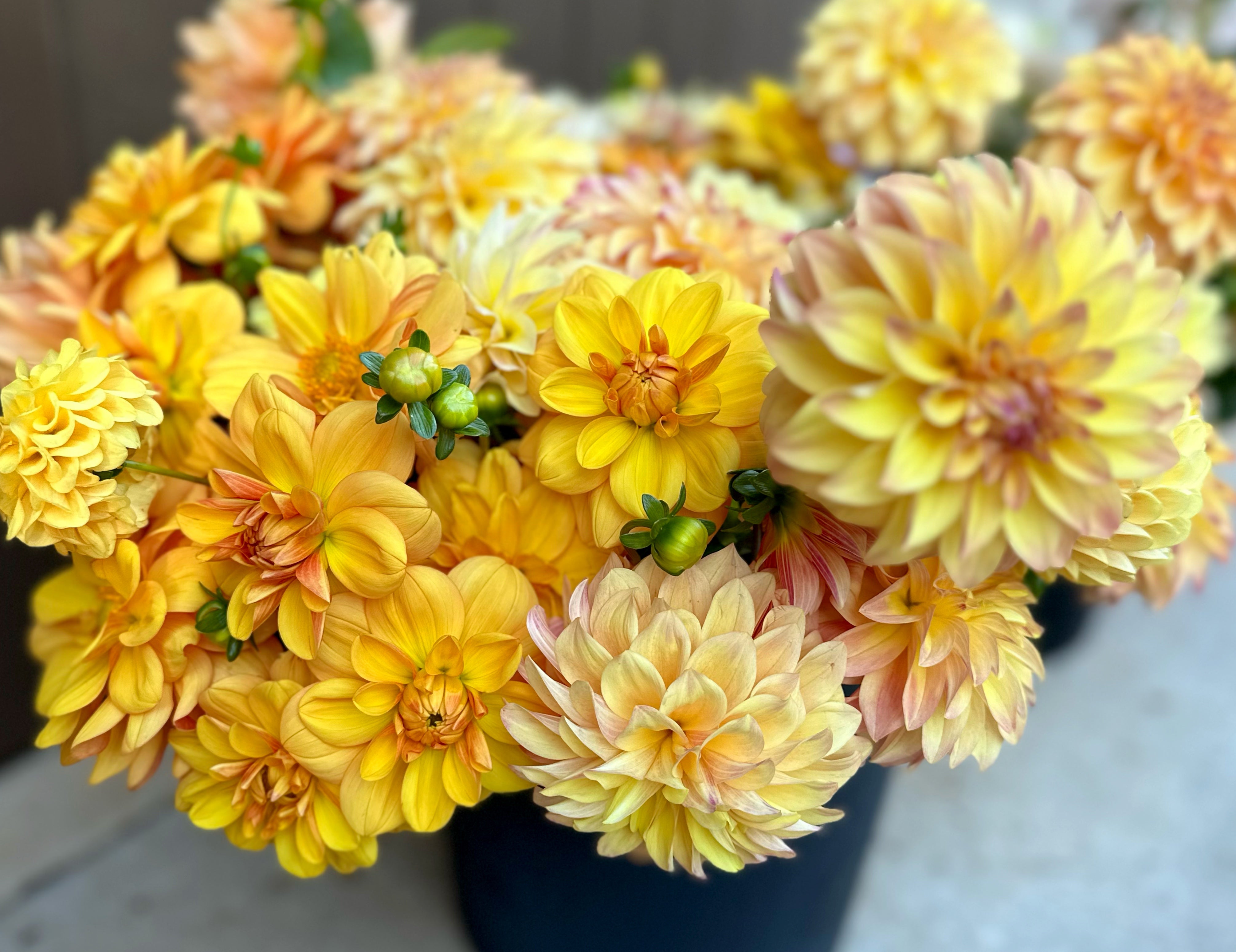 Yellow Dahlias