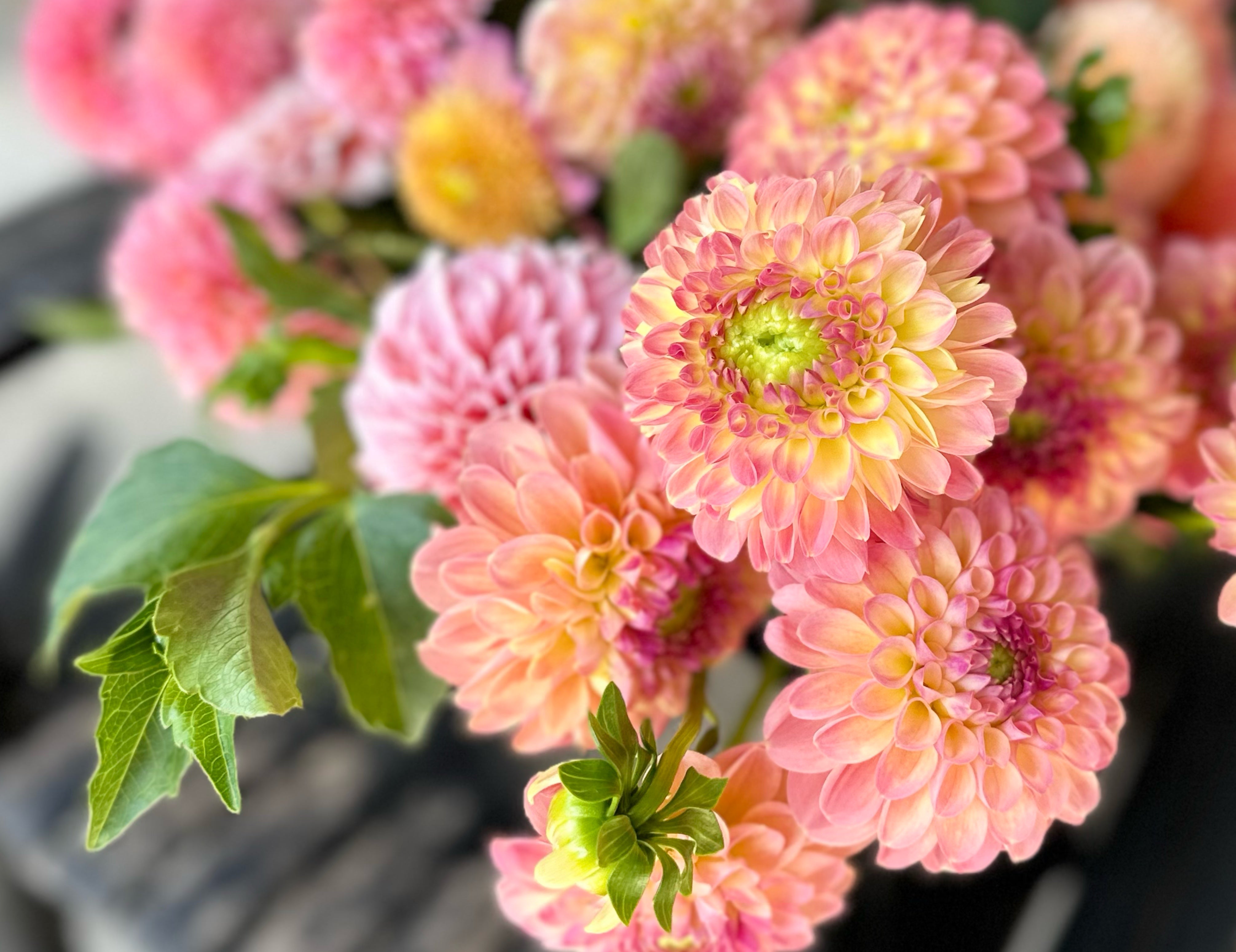 Peach Dahlias