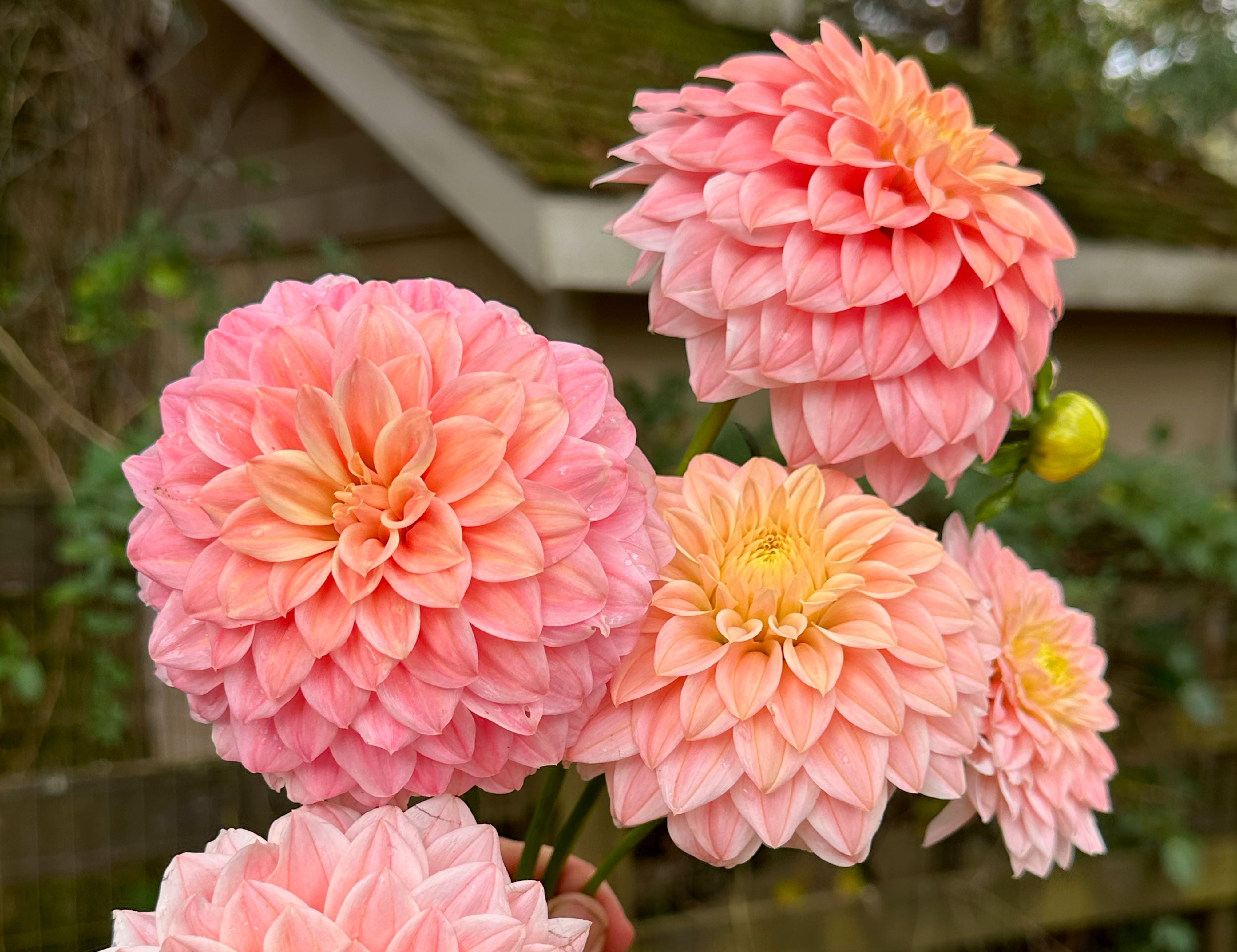 Peach Dahlias