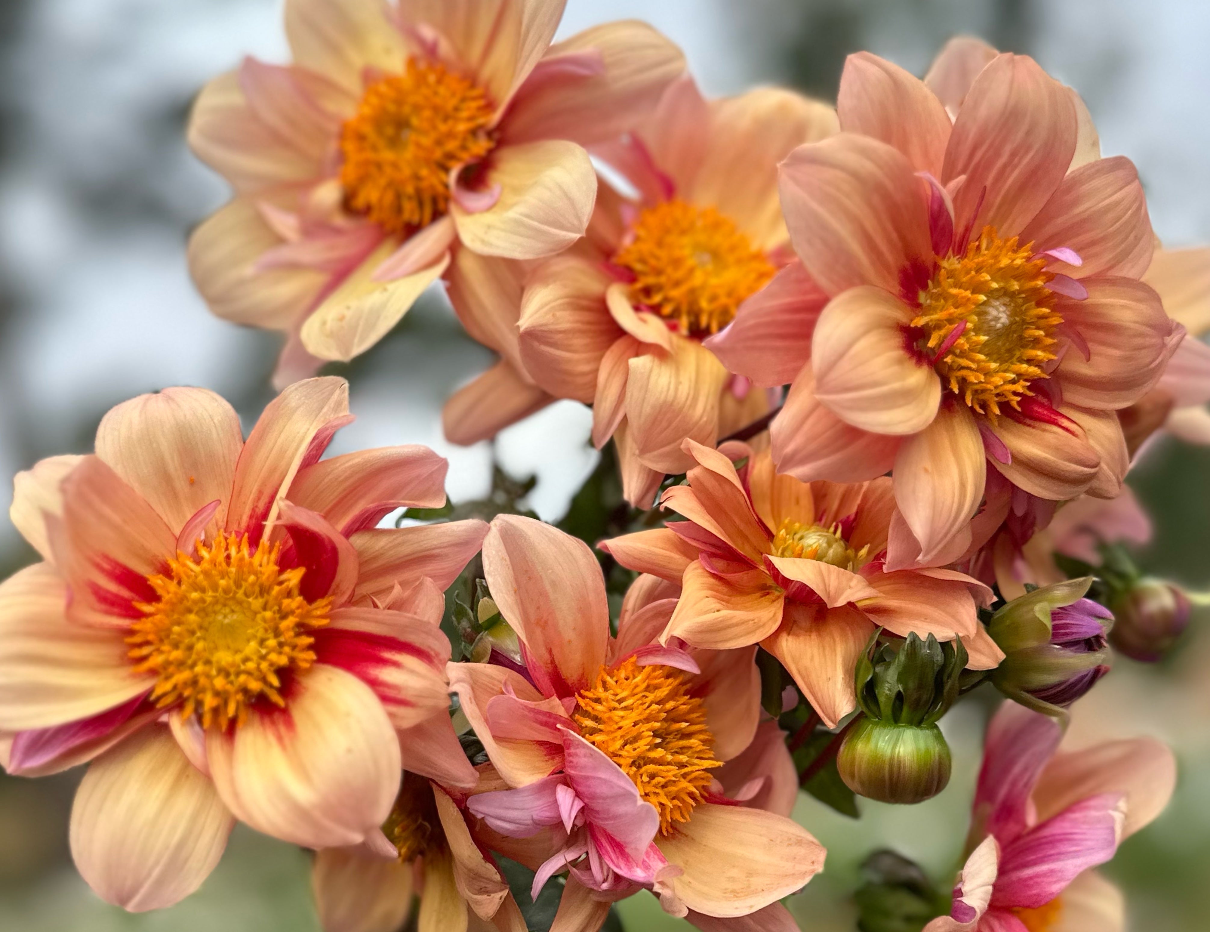Peach Dahlias