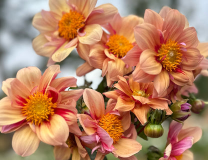 Peach Dahlias