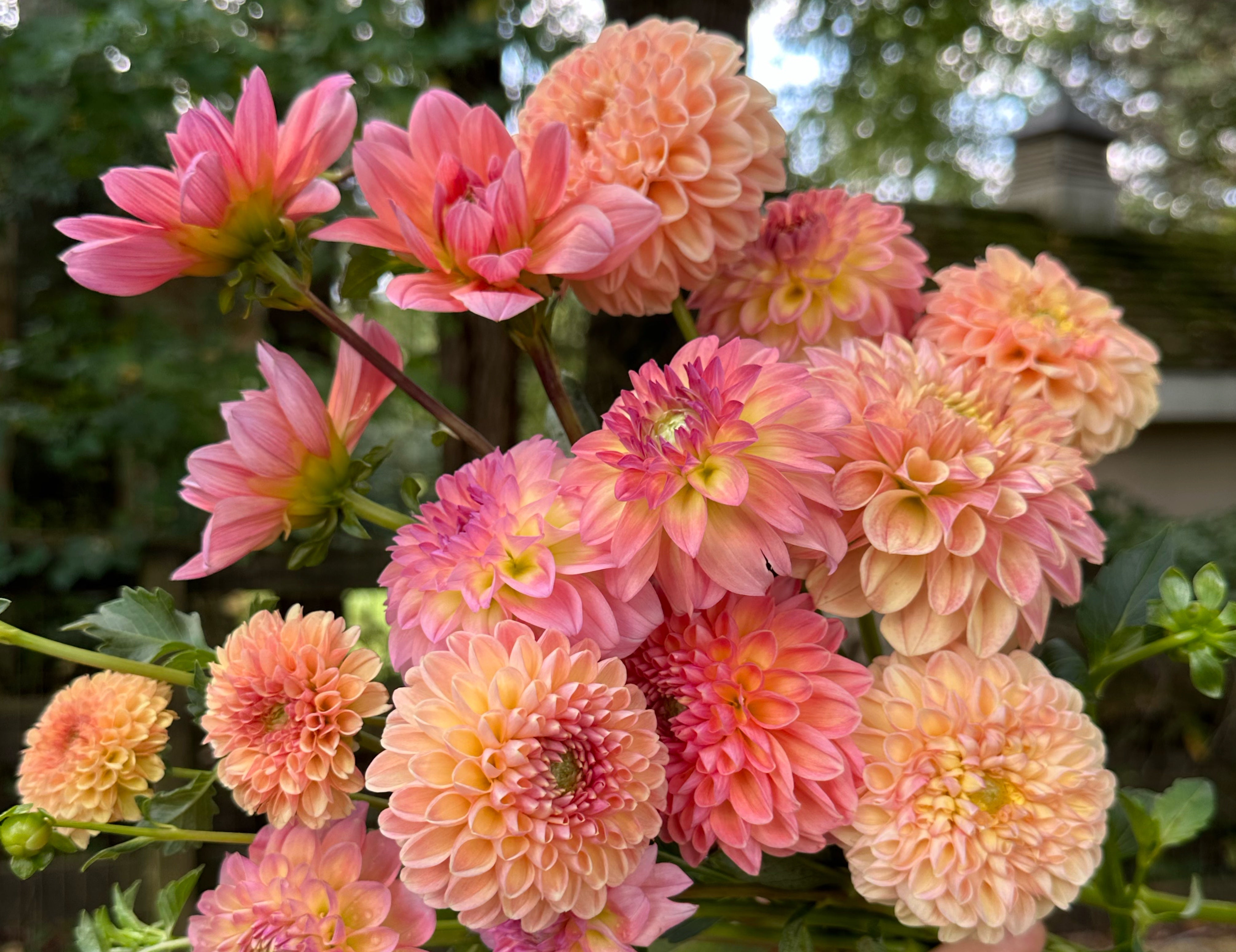 Peach Dahlias