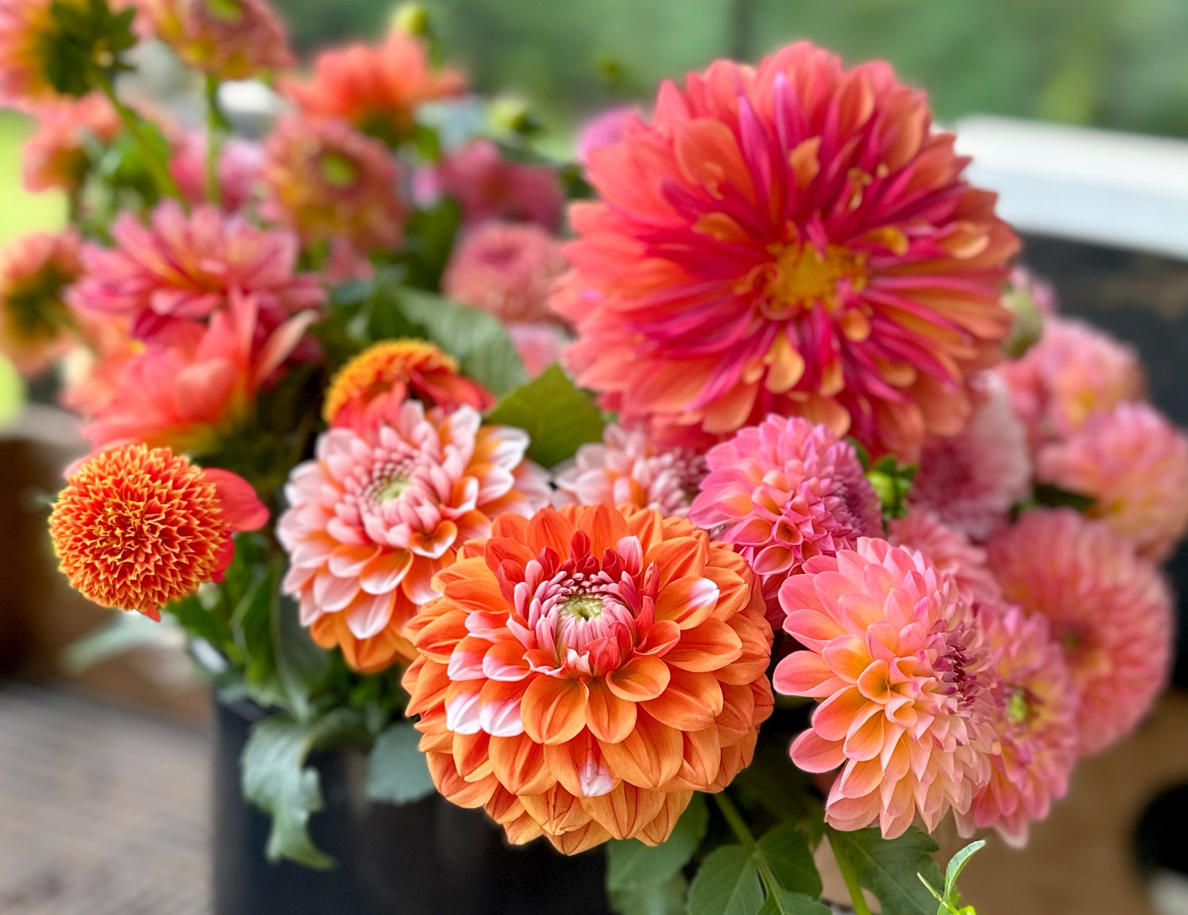 Orange Dahlias