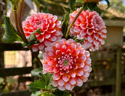 Orange Dahlias