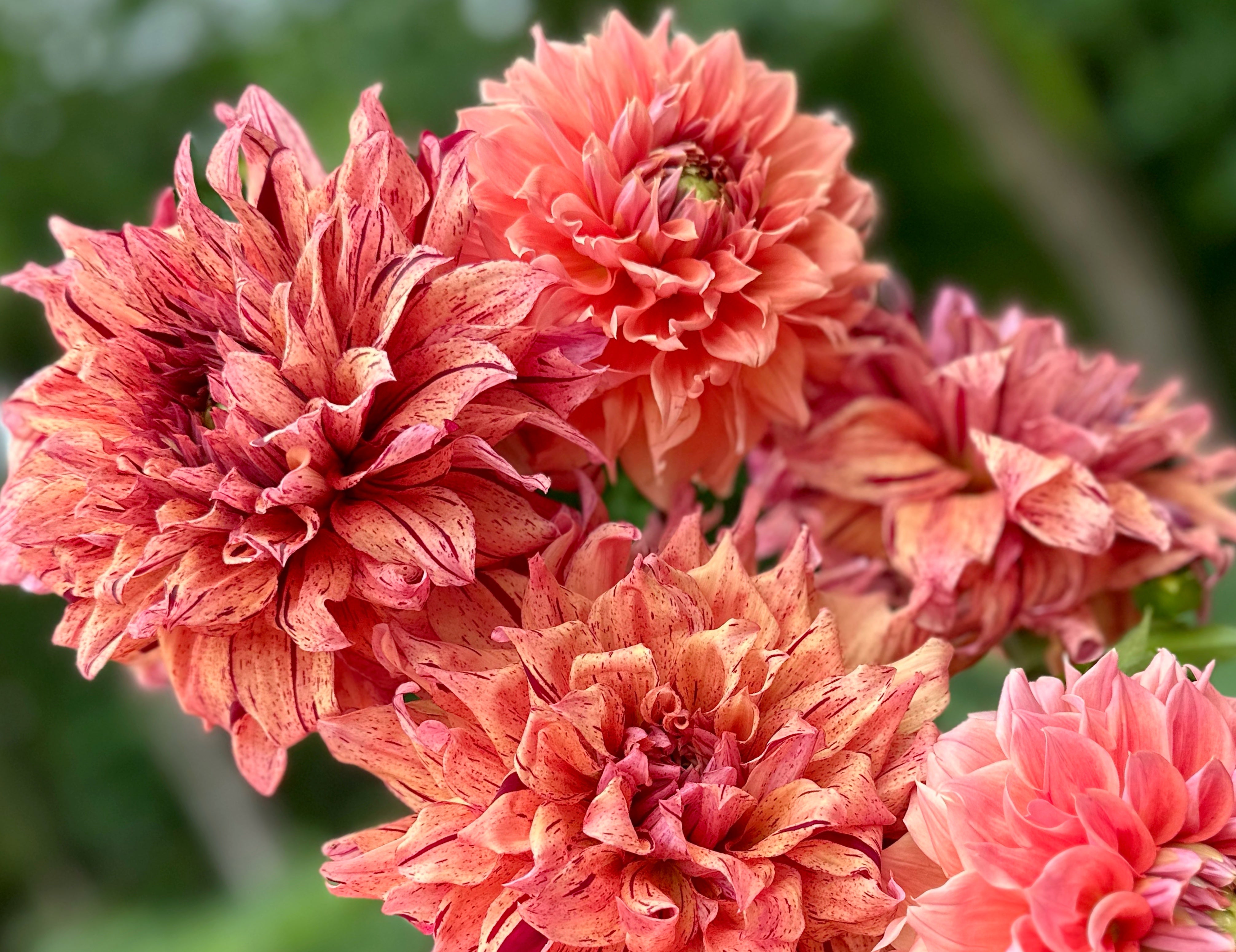 Orange Dahlias