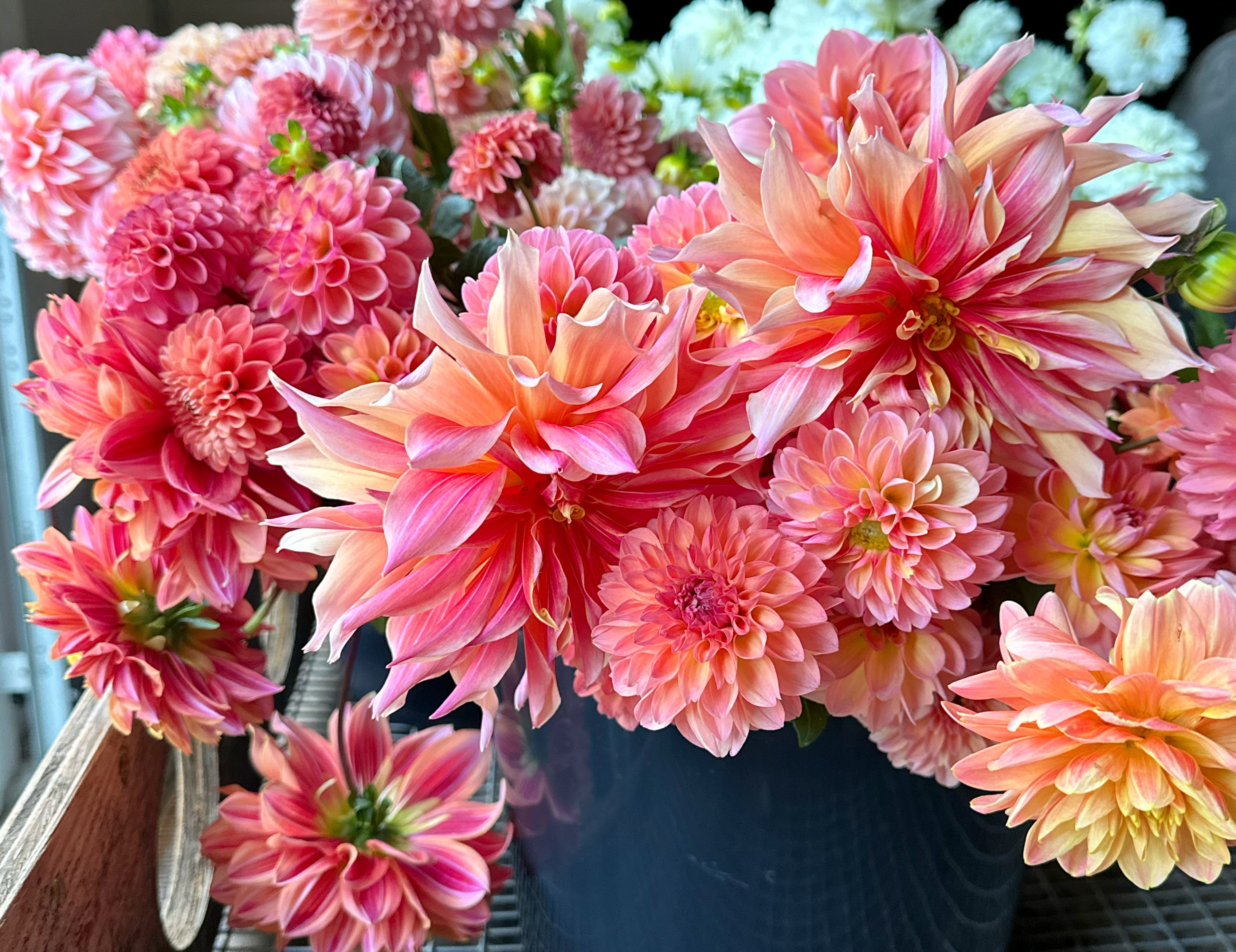 Coral Dahlias