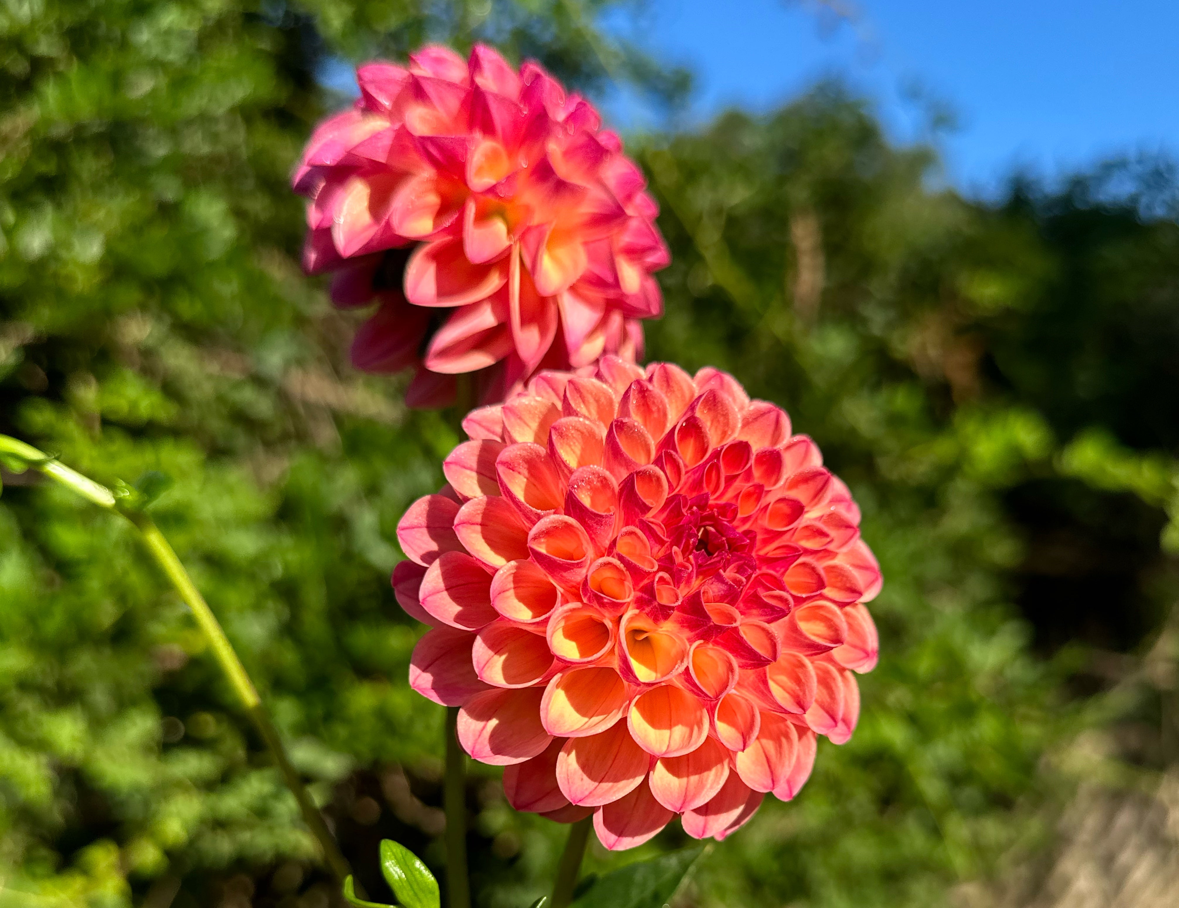 Coral Dahlias