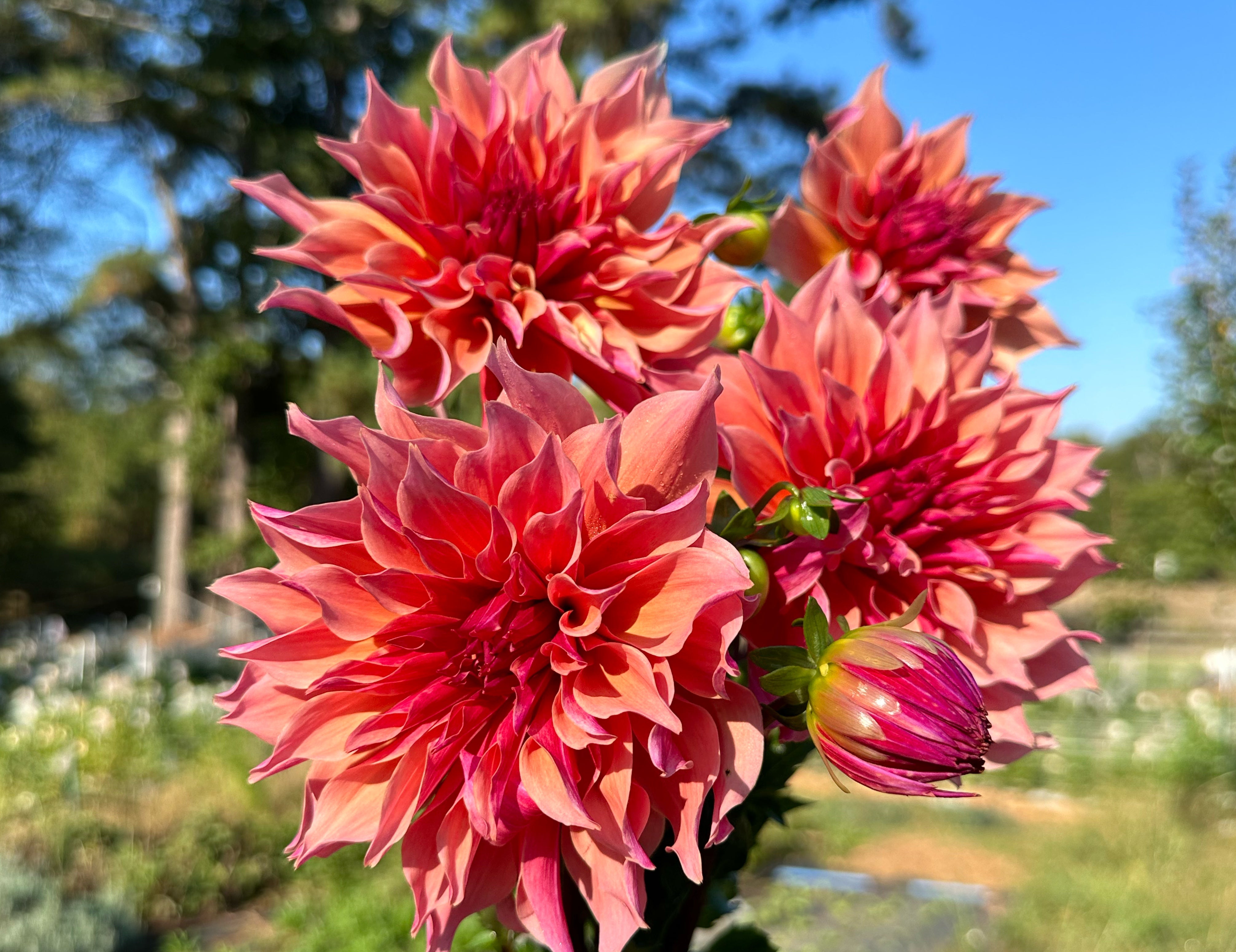Coral Dahlias