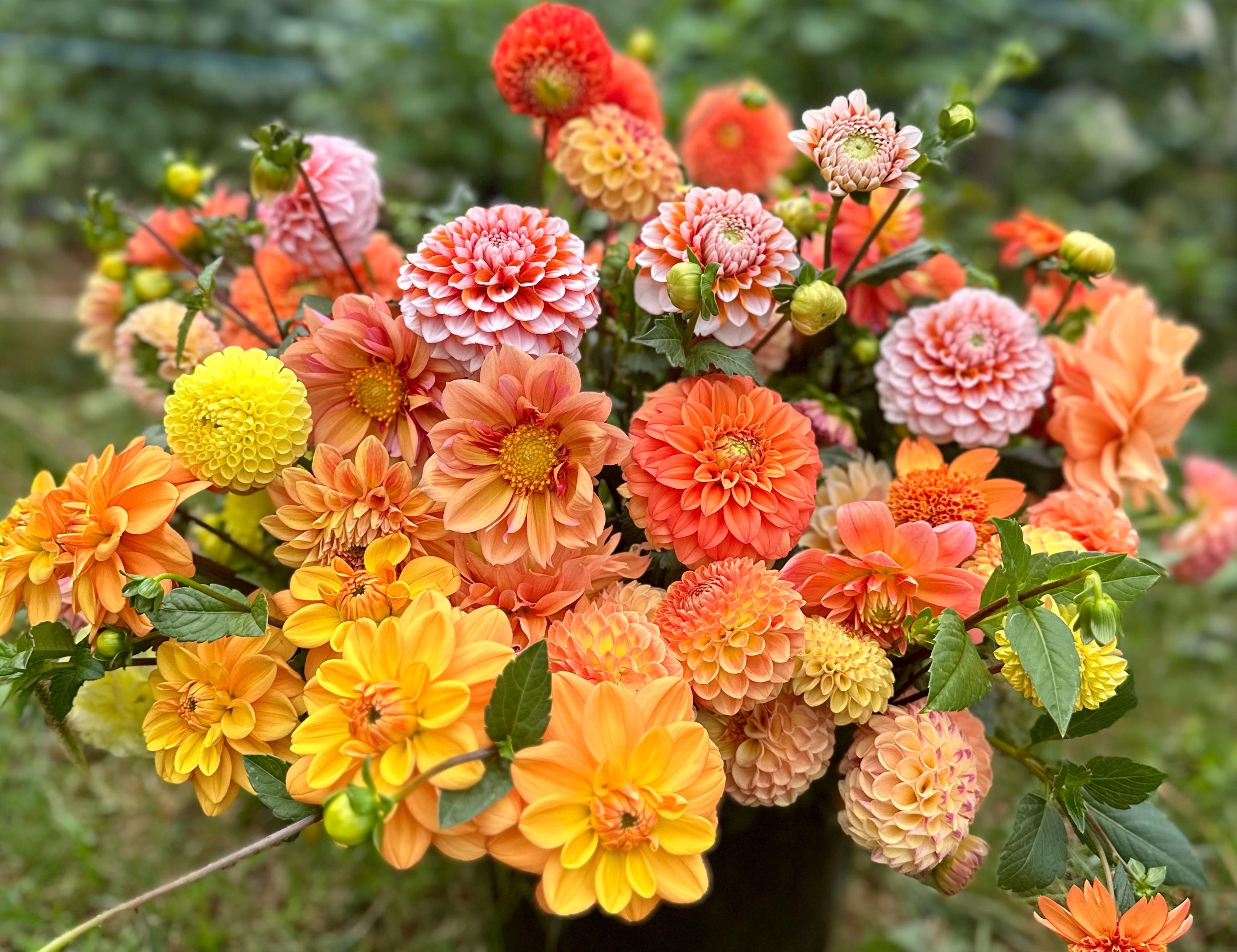 Mixed Dahlias