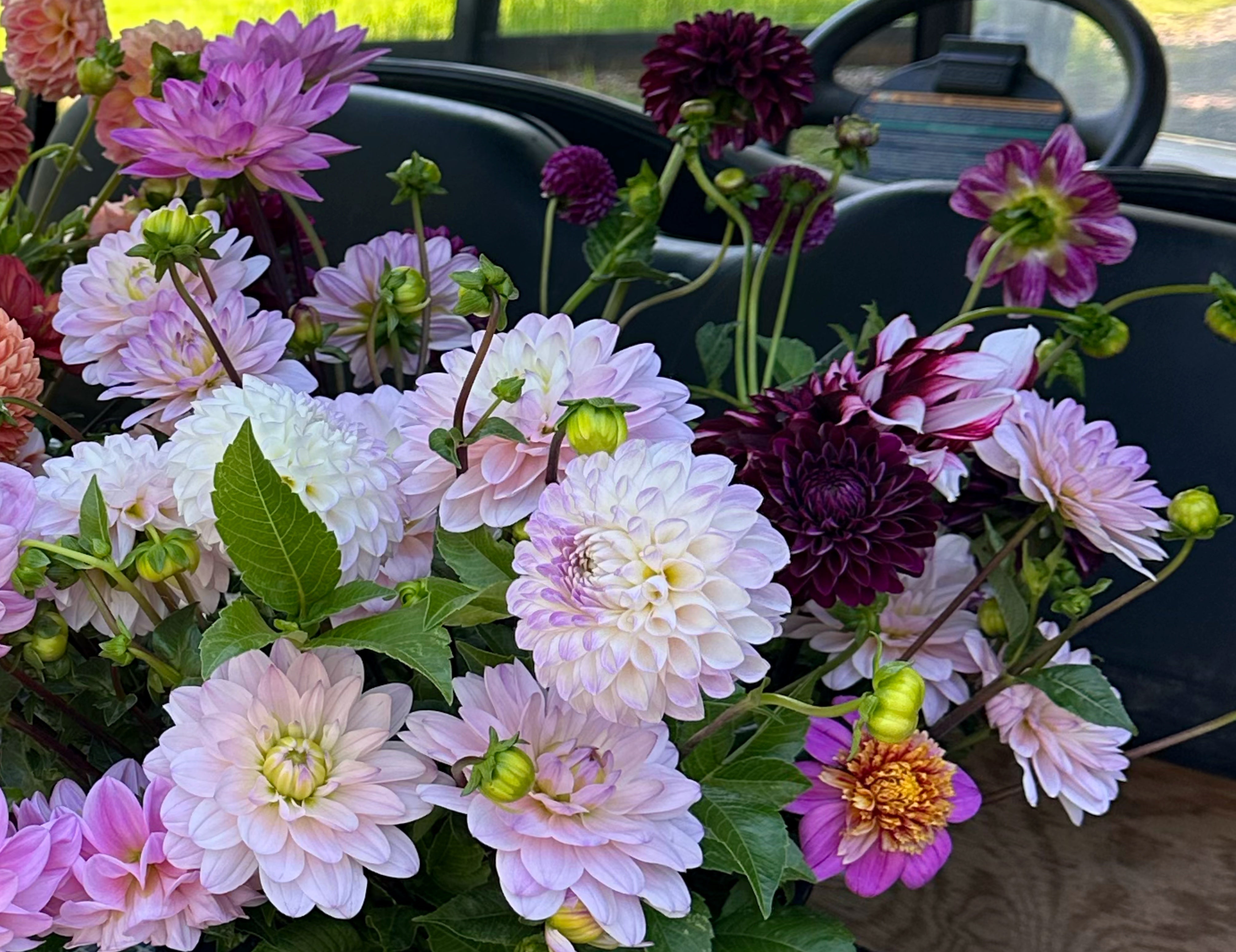 Purple Dahlias