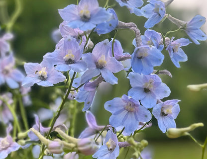 Cliveden Beauty Delphinium