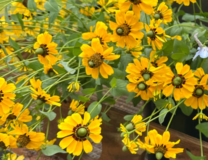 Clasping Coneflower