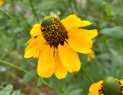 Clasping Coneflower